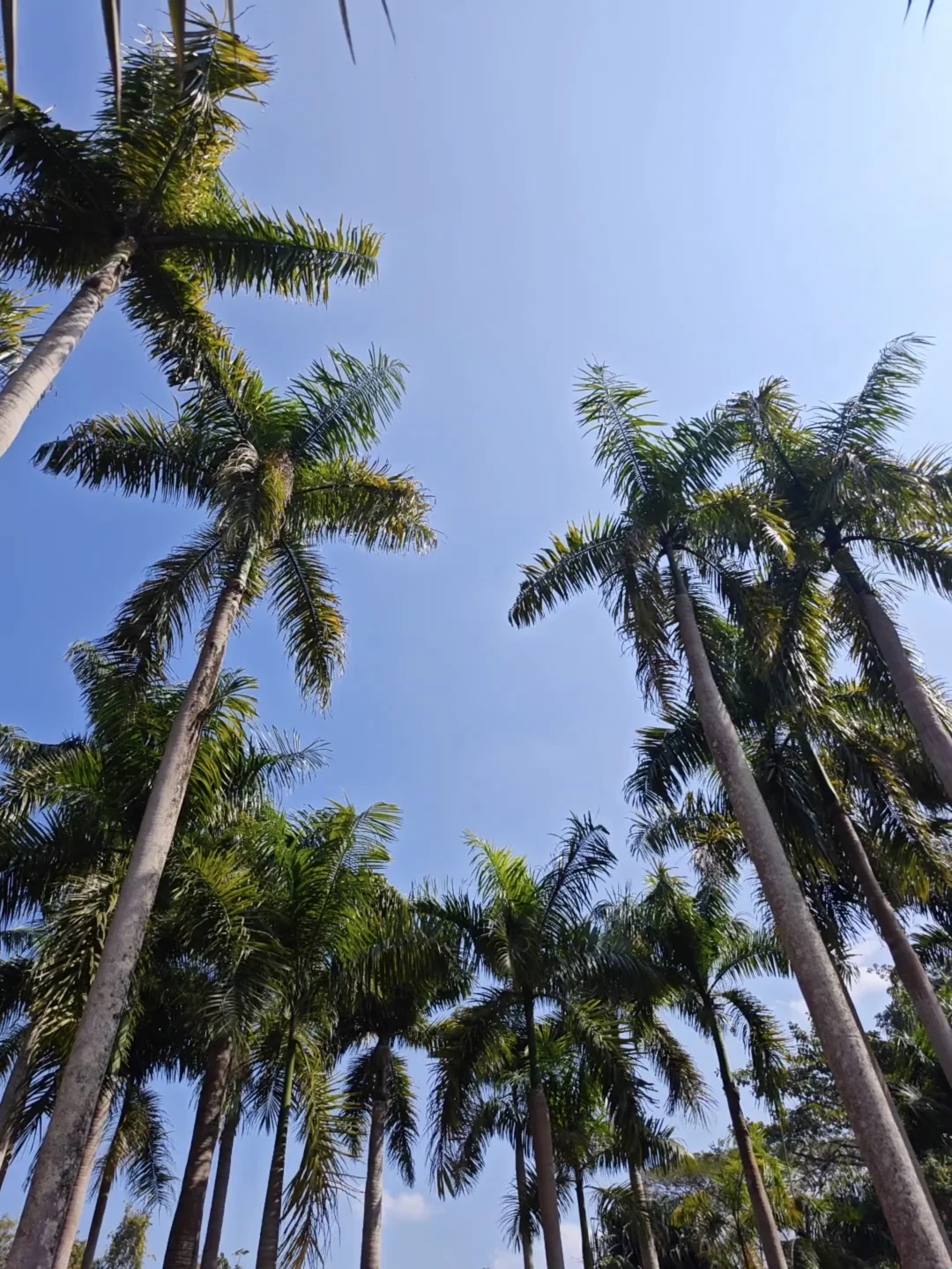 盘一盘西双版纳