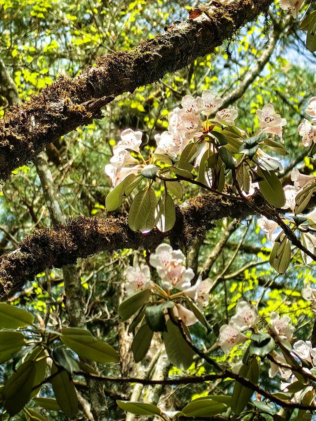 光雾山看高山杜鹃花攻略