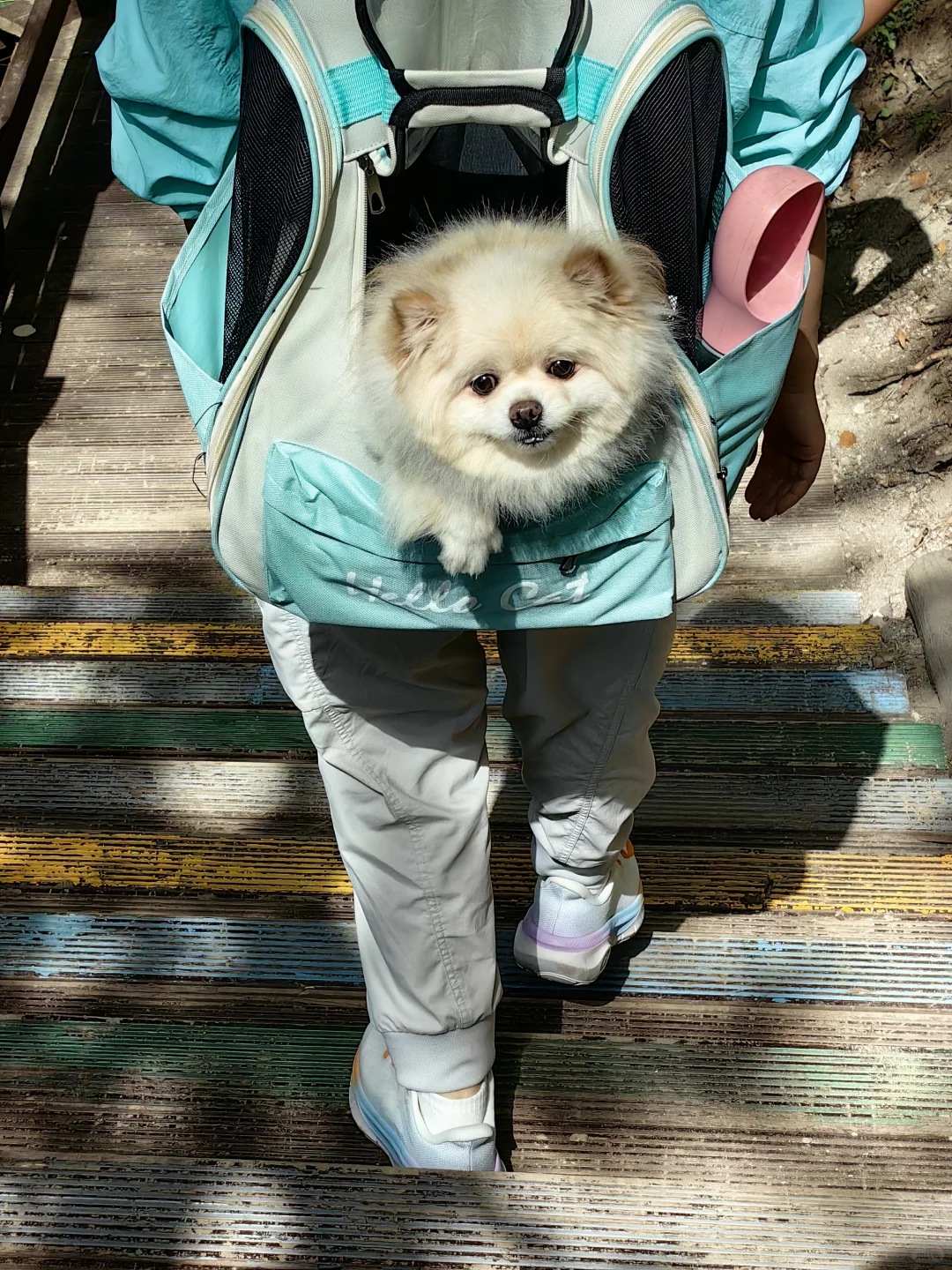 光雾山看高山杜鹃花攻略