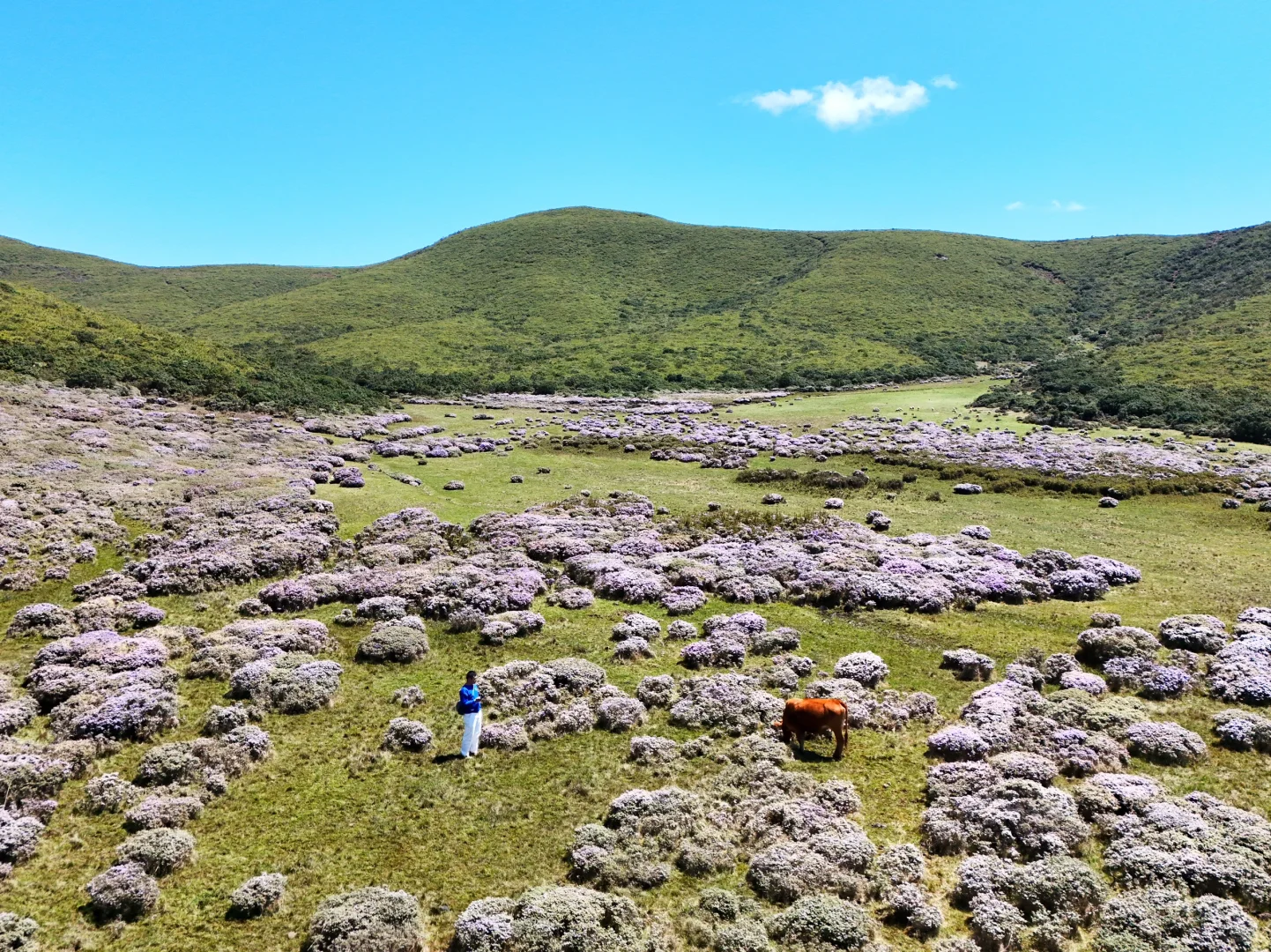 想在大凉山的索玛花草原一直呆着