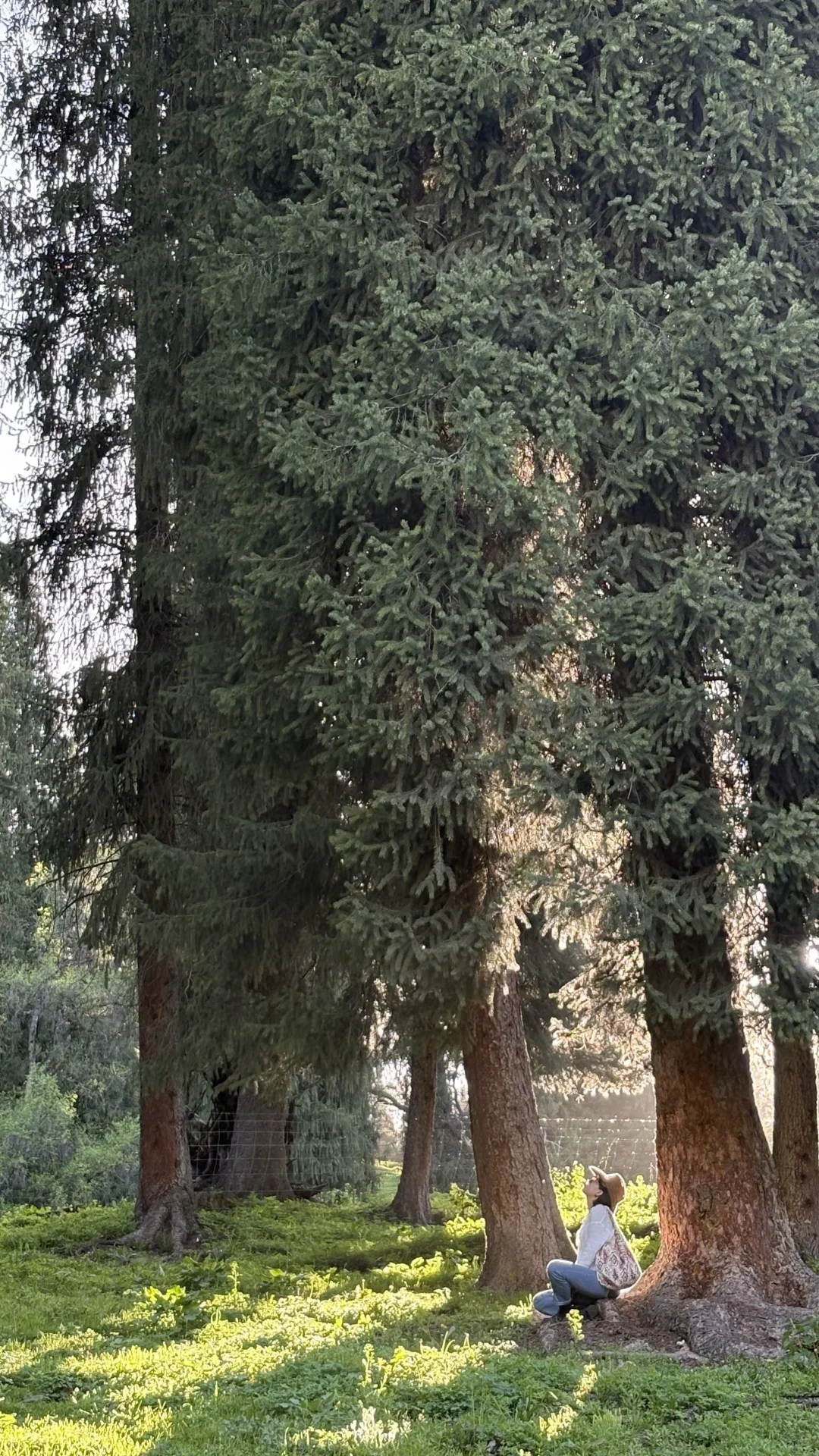 5.14的恰西和库尔德宁大晴天