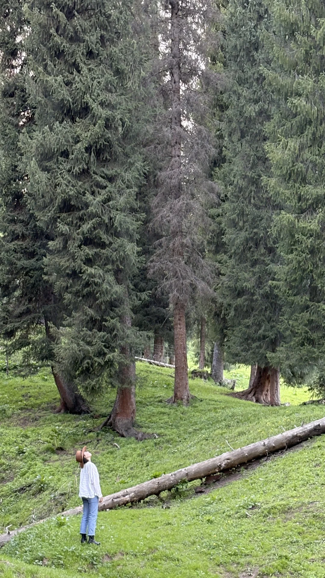 5.14的恰西和库尔德宁大晴天