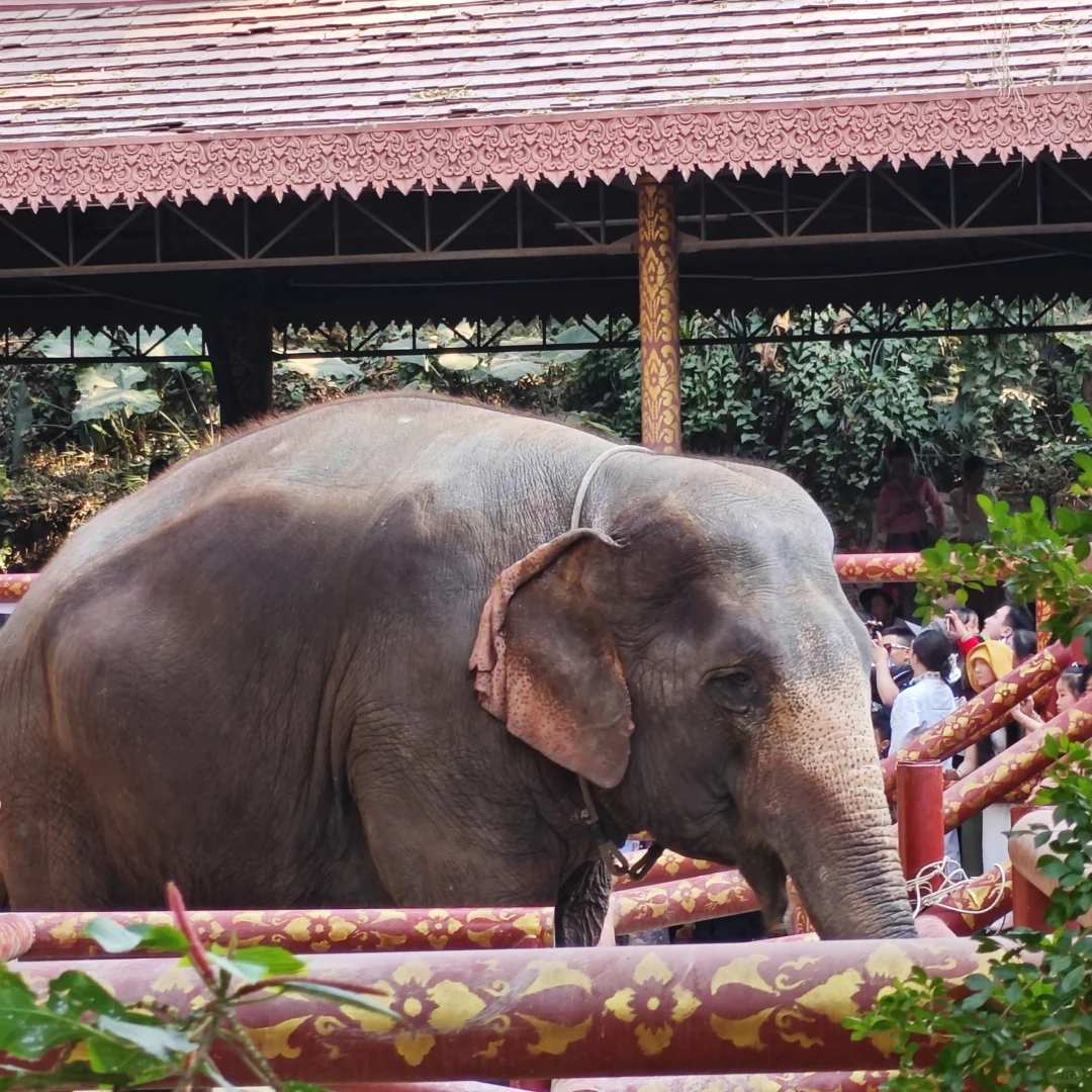 盘一盘西双版纳