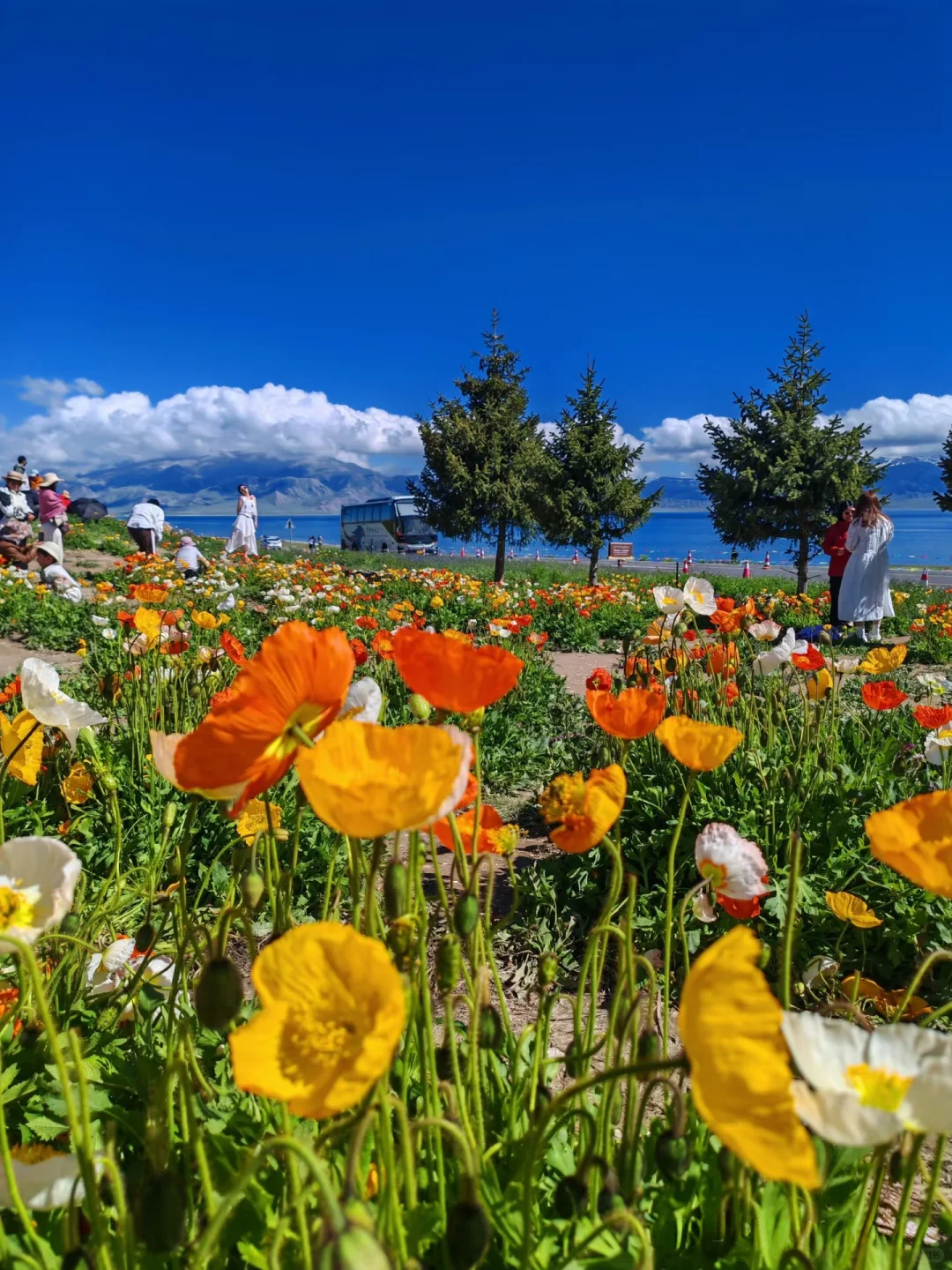 别被网红骗了！赛里木湖最值得拍的其实是这