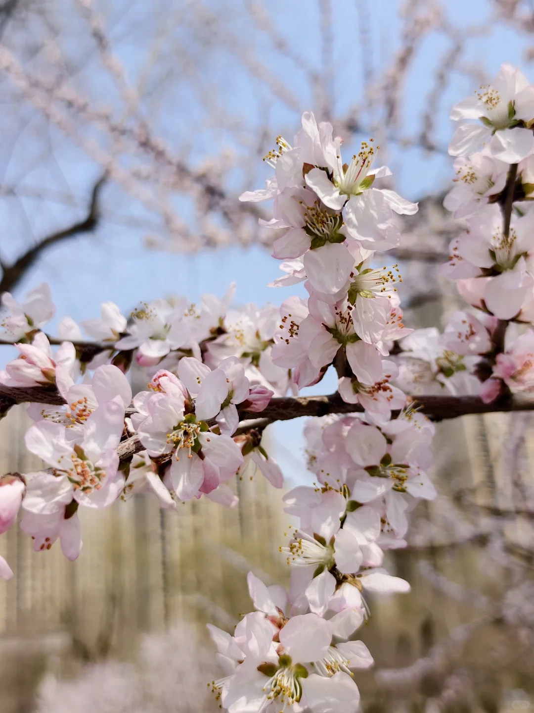 来吧!送给要来长春旅游的姐妹们👯