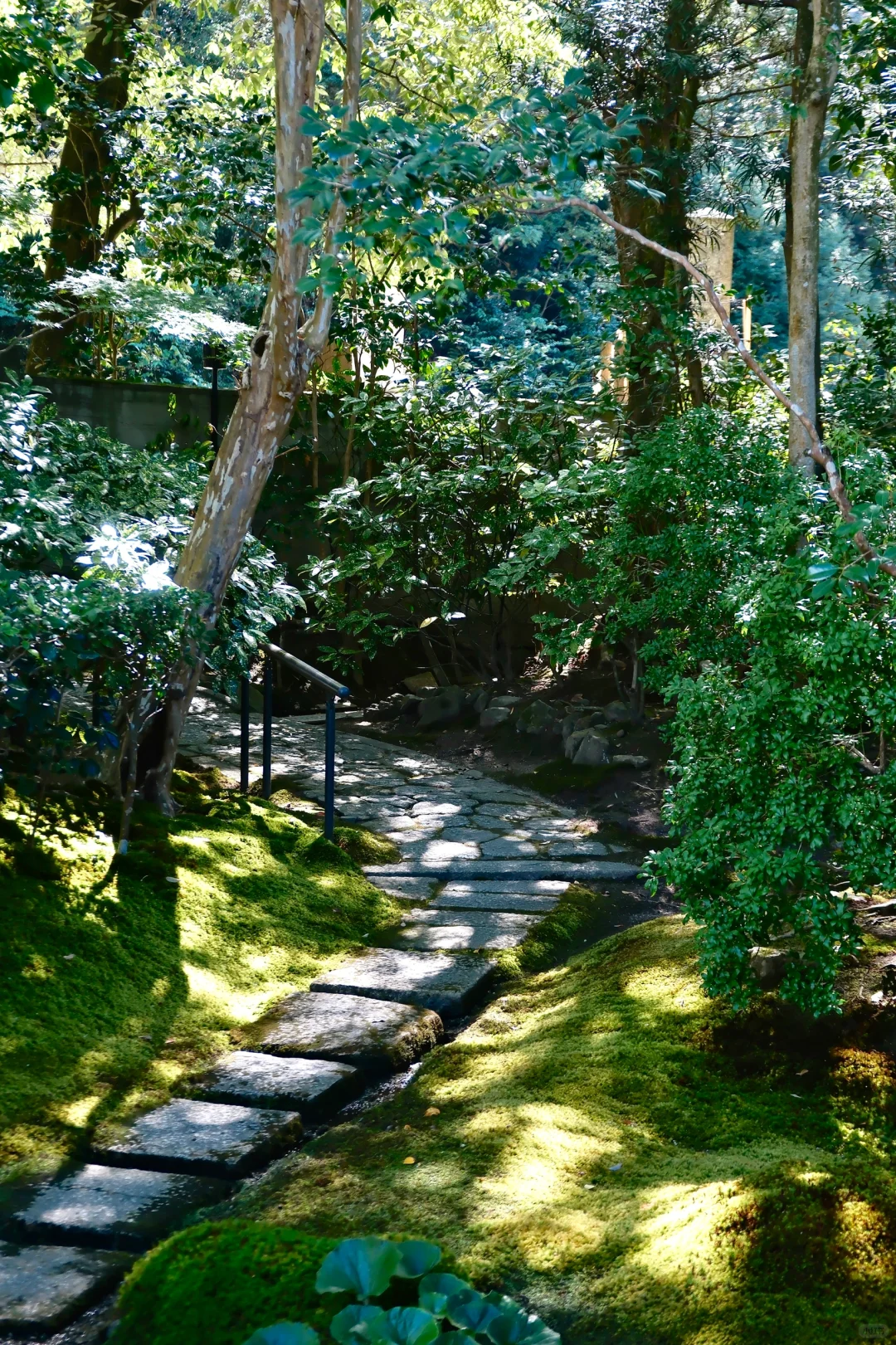 🇯🇵|天授庵🍃京都最值得的一日游路线