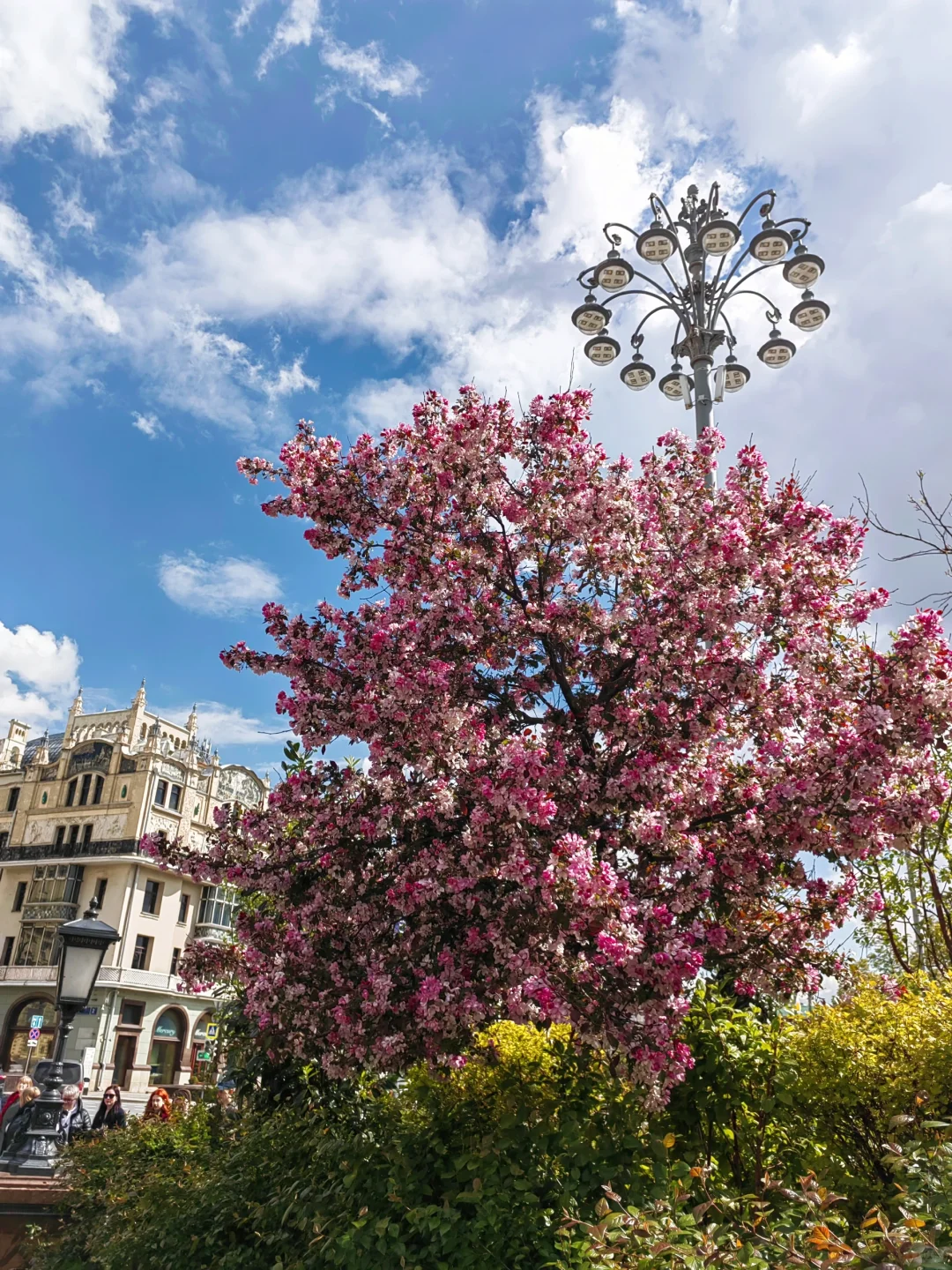 5.14 被莫斯科大剧院的茶花美到啦