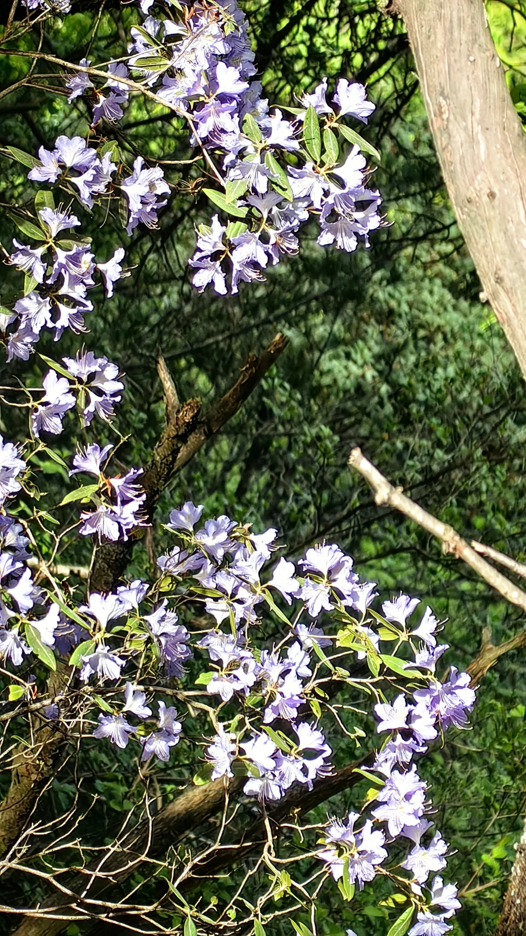光雾山看高山杜鹃花攻略
