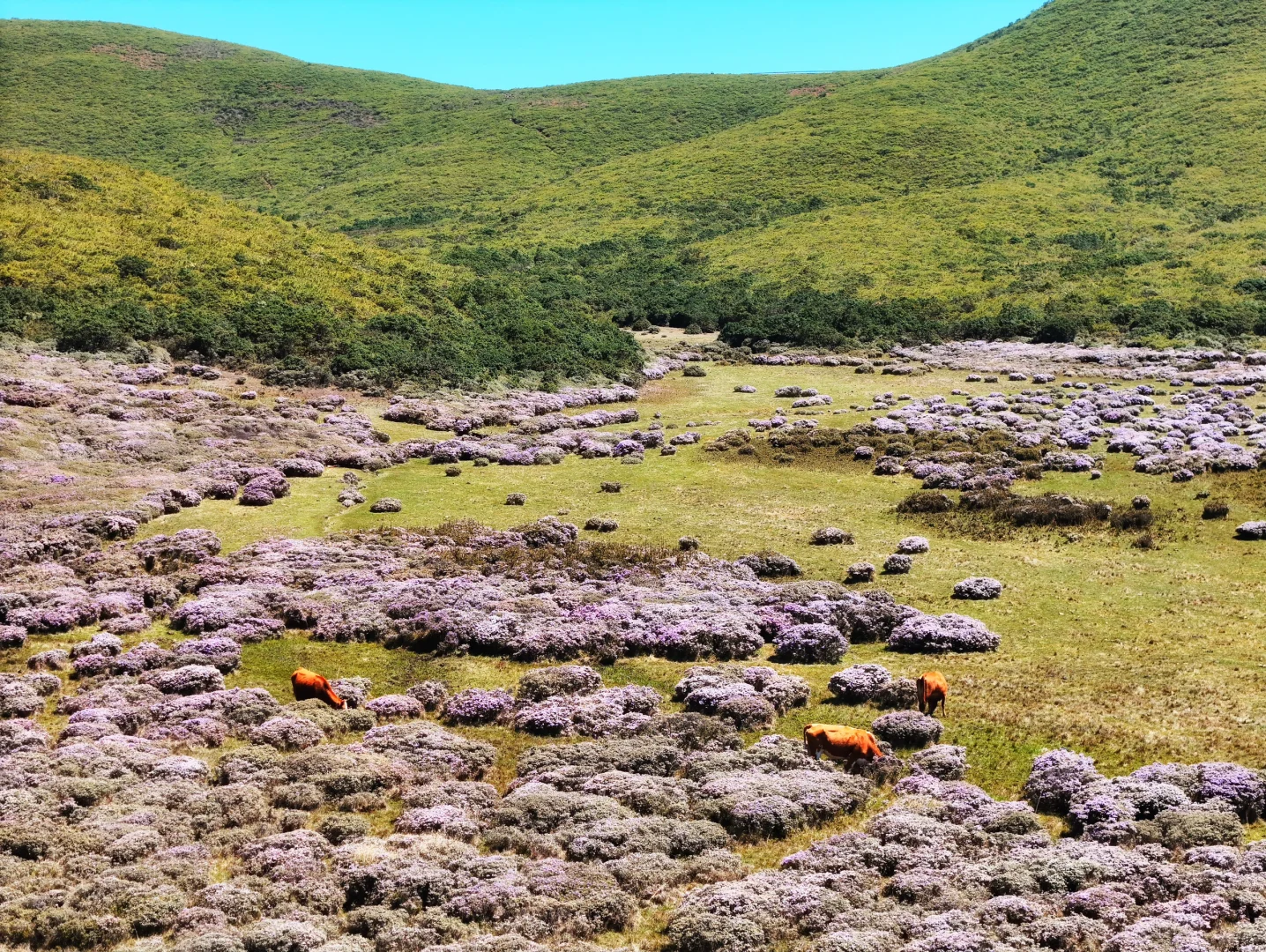 想在大凉山的索玛花草原一直呆着