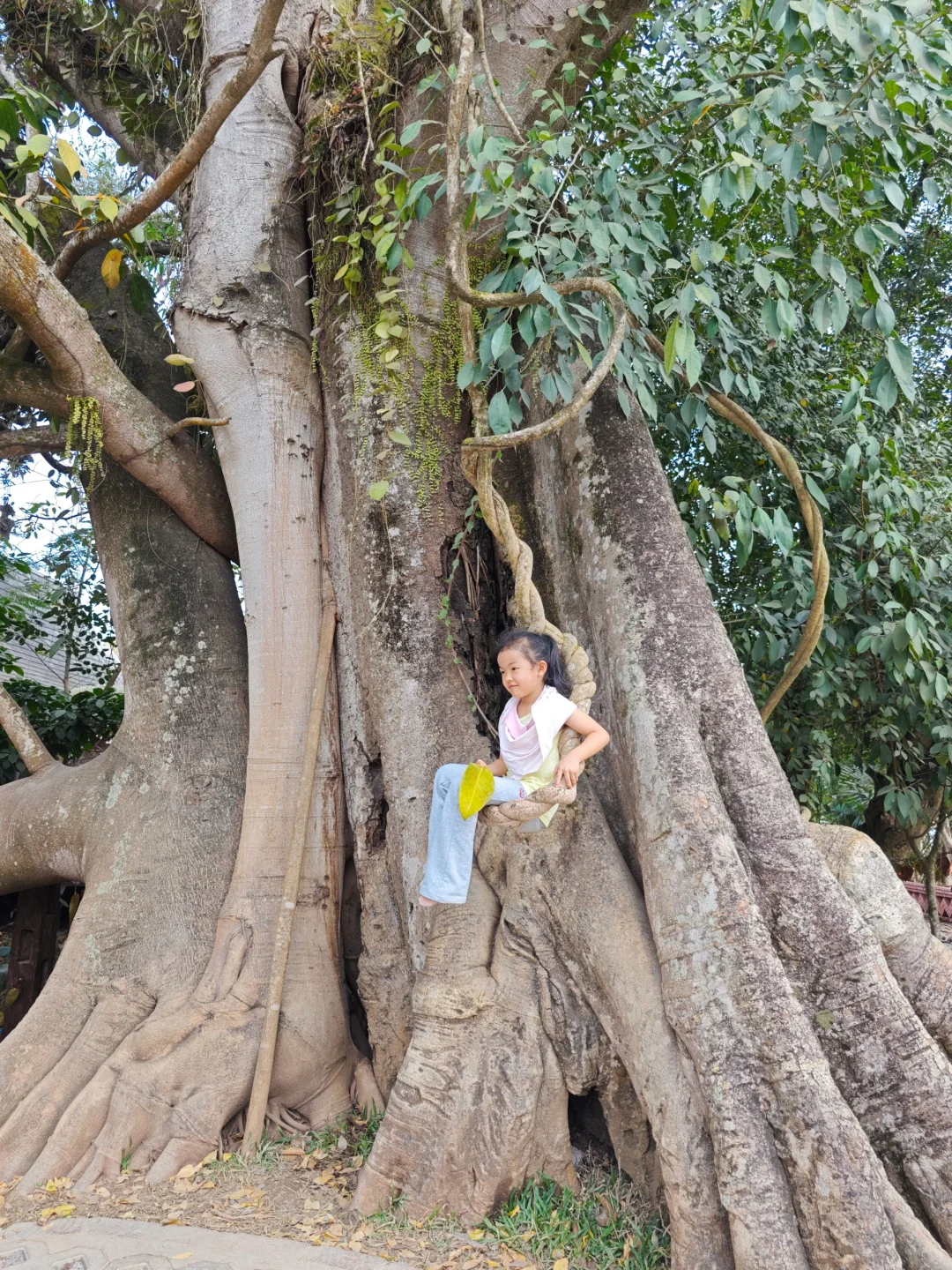 盘一盘西双版纳