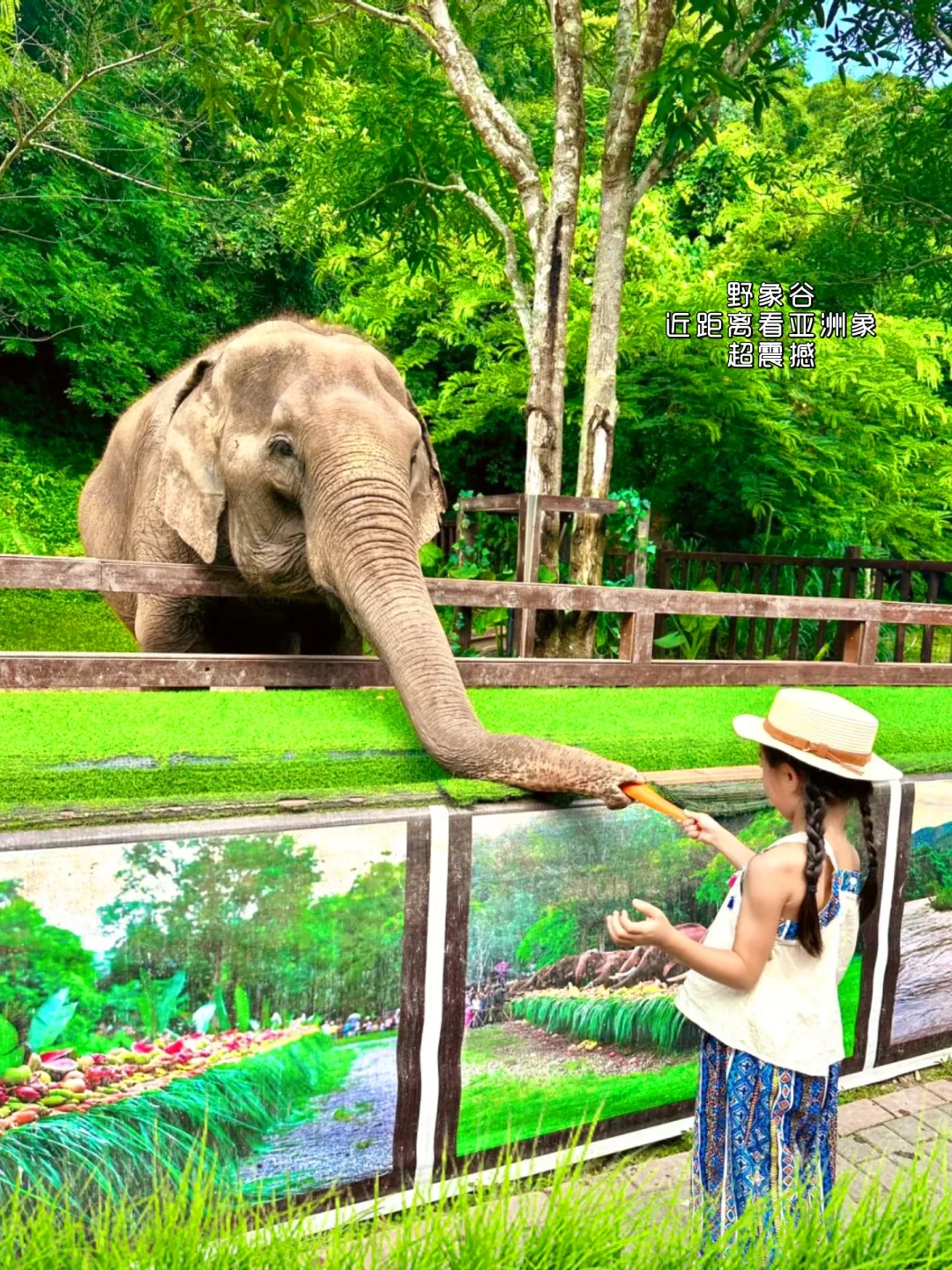 西双版纳3-5月必看！绝美打卡地曝光！