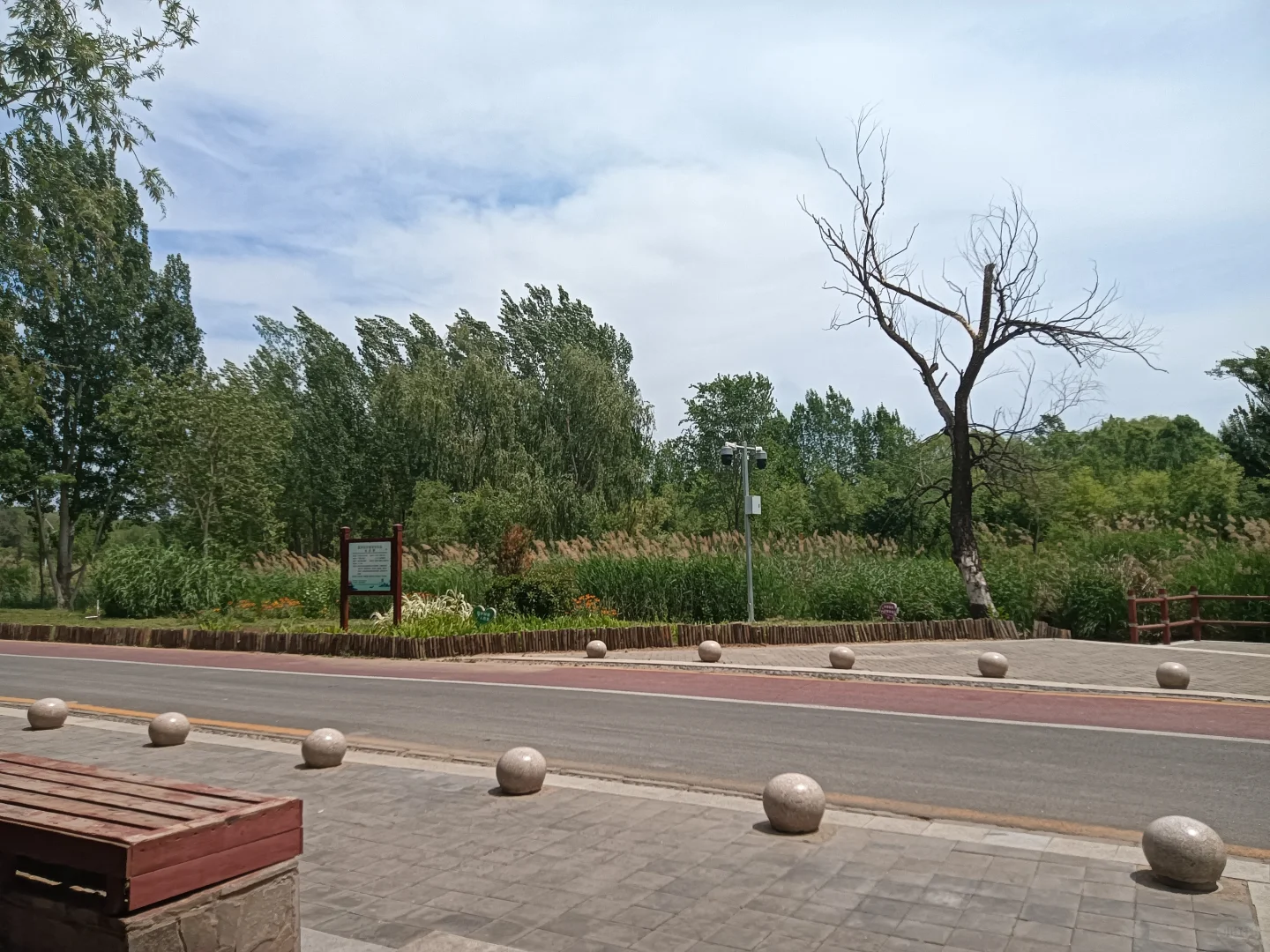 春末夏初的沁河郊野