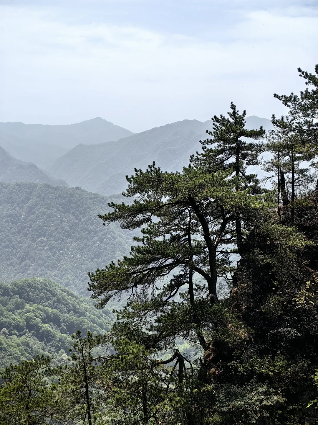 光雾山看高山杜鹃花攻略
