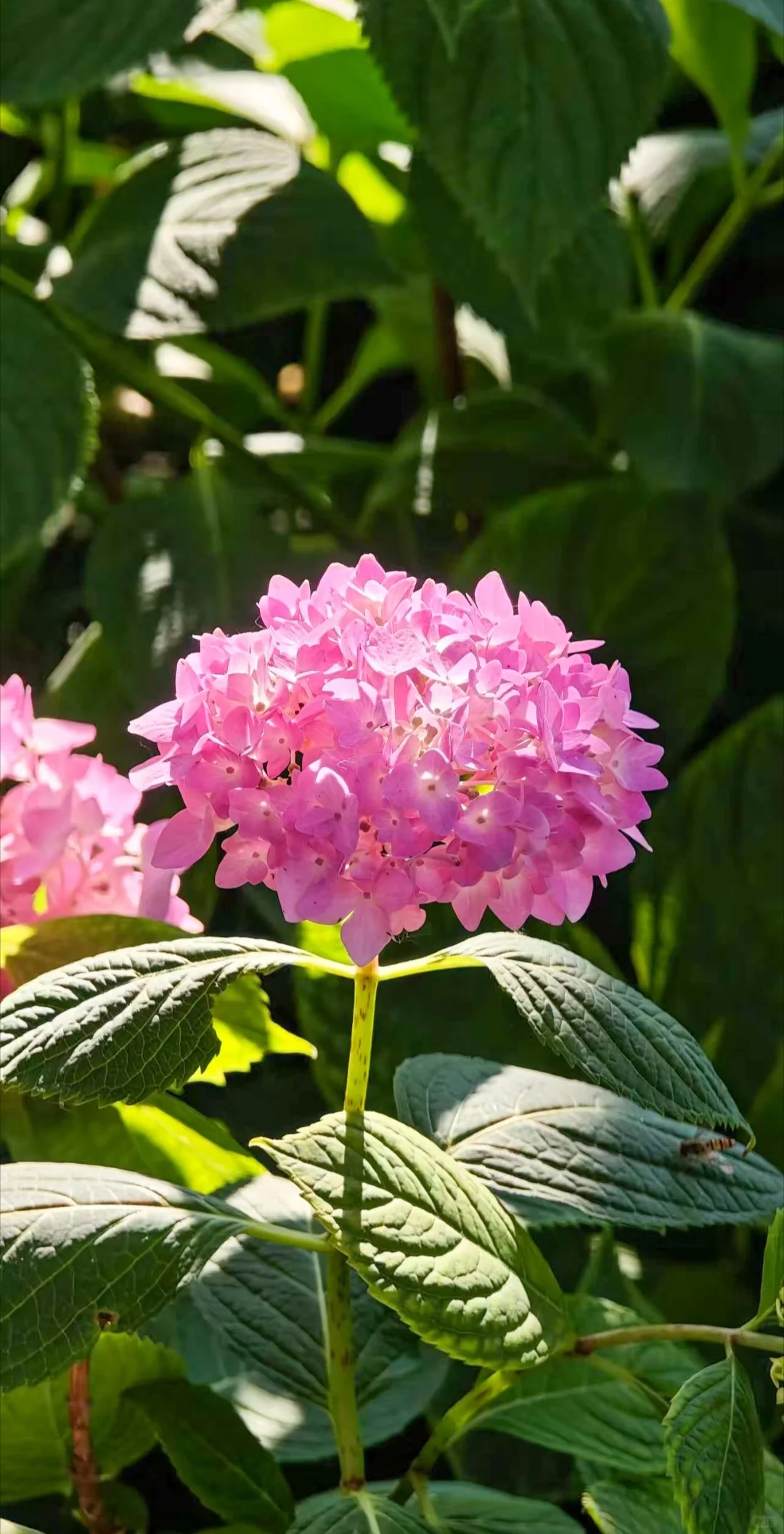 南京免费绣球公园旅游赏花景点攻略