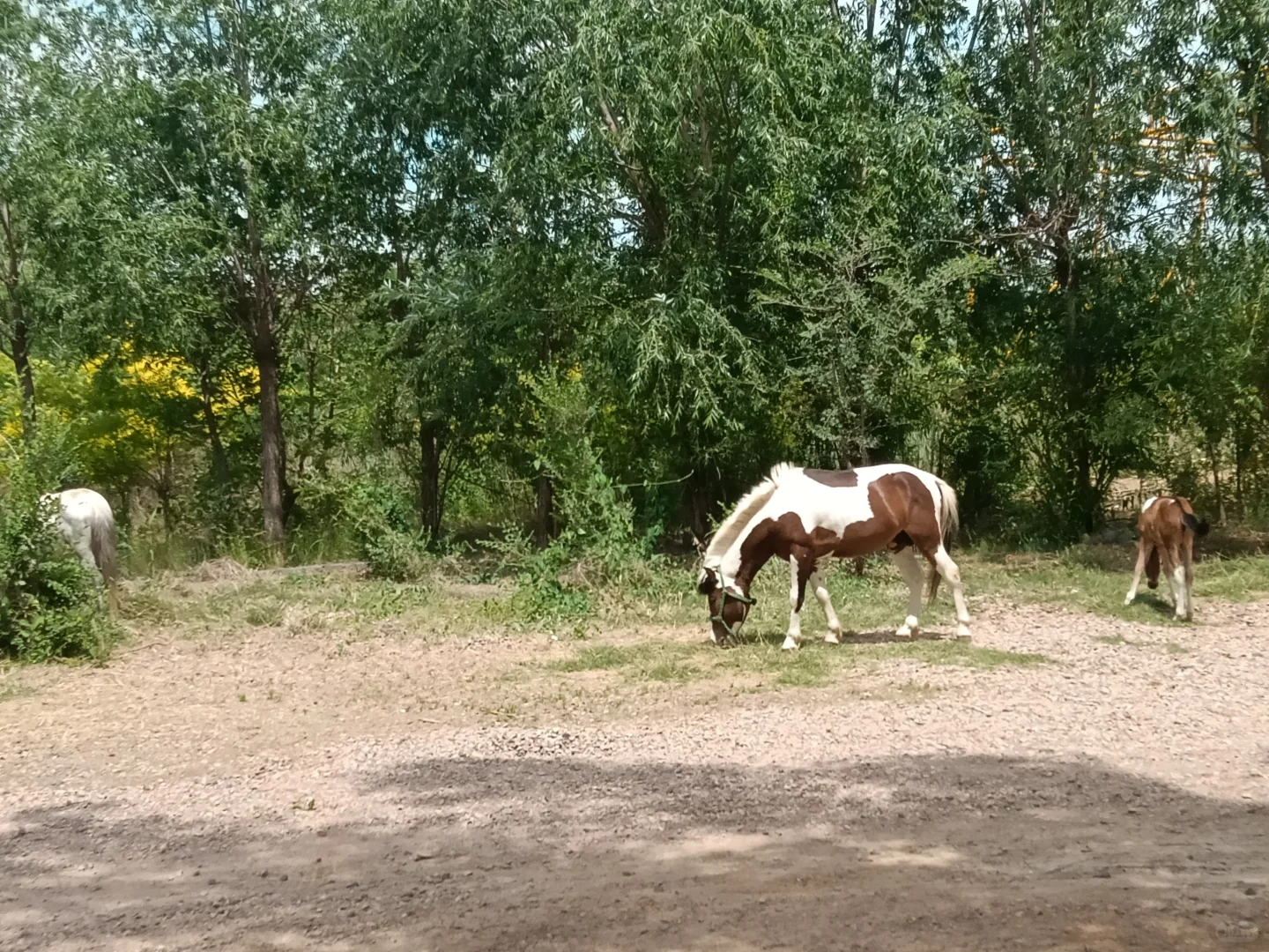 春末夏初的沁河郊野