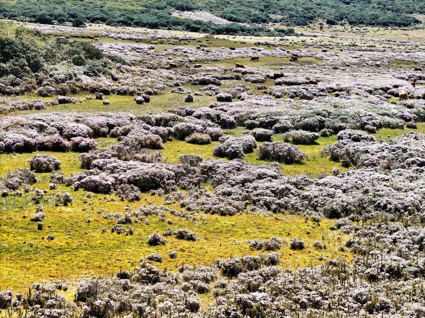 想在大凉山的索玛花草原一直呆着