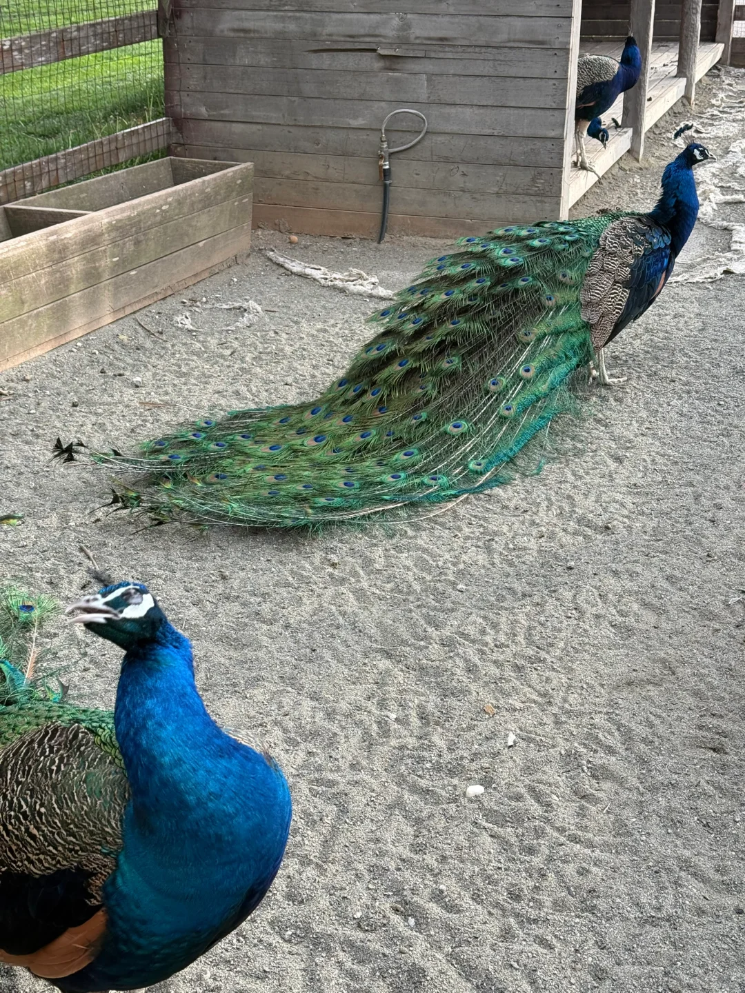 天津出发2h到达!趁好天气去大自然摆烂