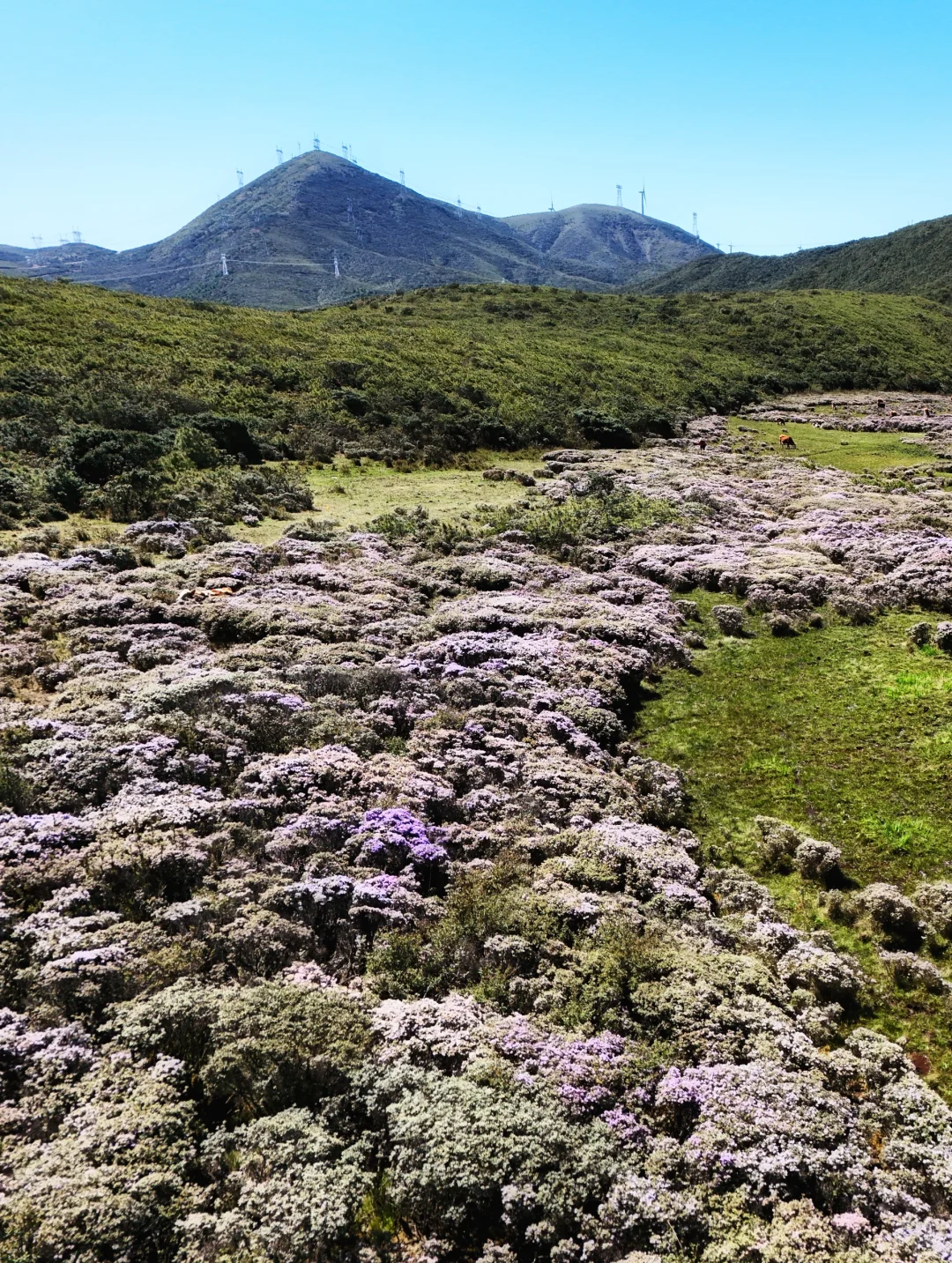 想在大凉山的索玛花草原一直呆着