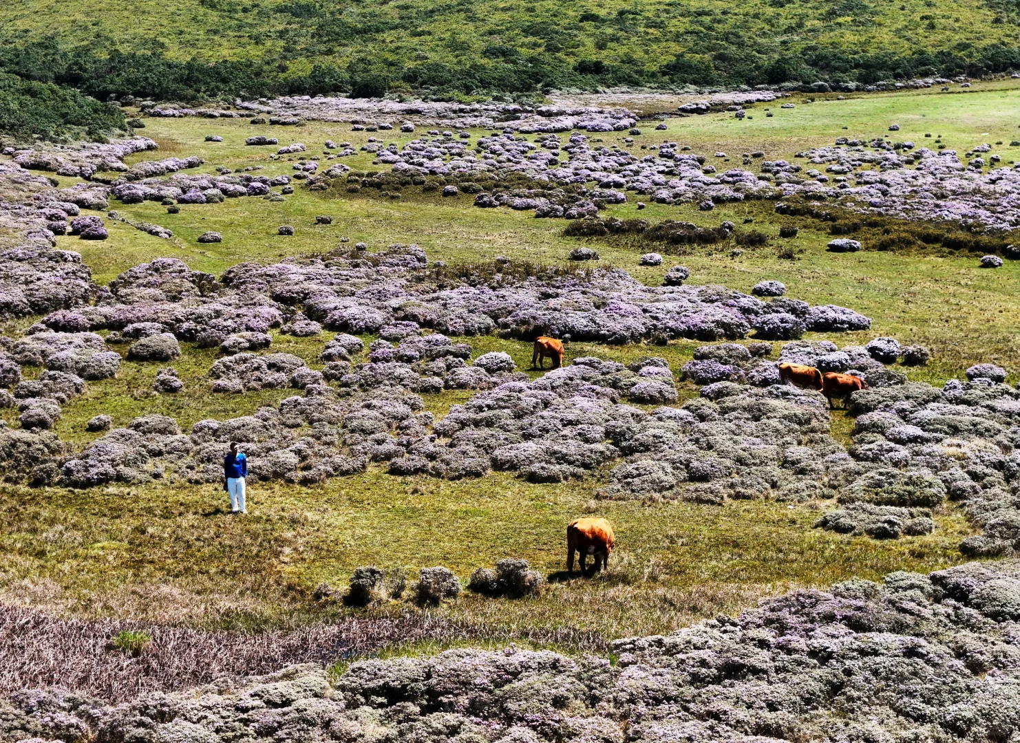 想在大凉山的索玛花草原一直呆着