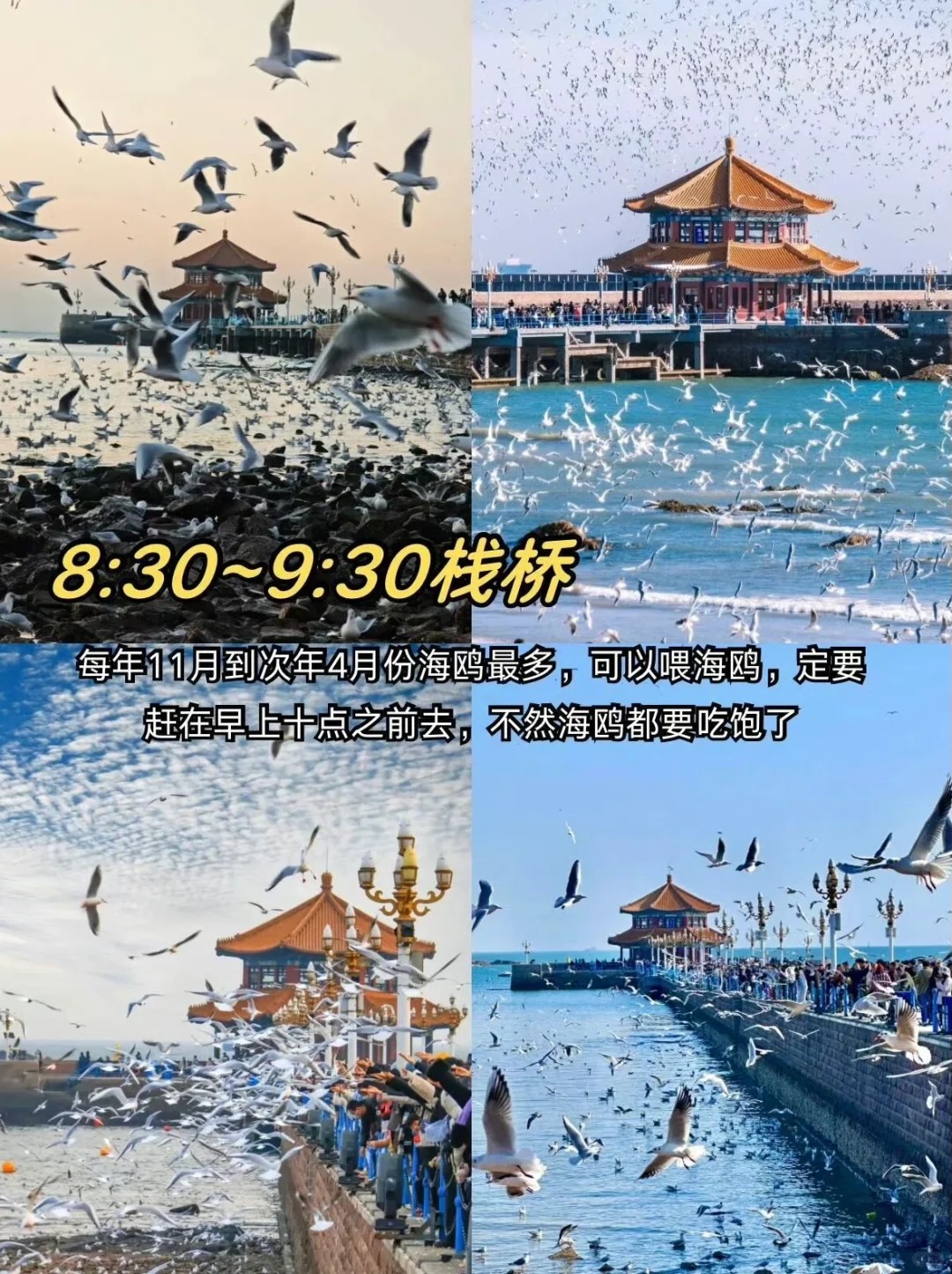 青岛citywalk特种兵一日游👍保姆级旅游攻略