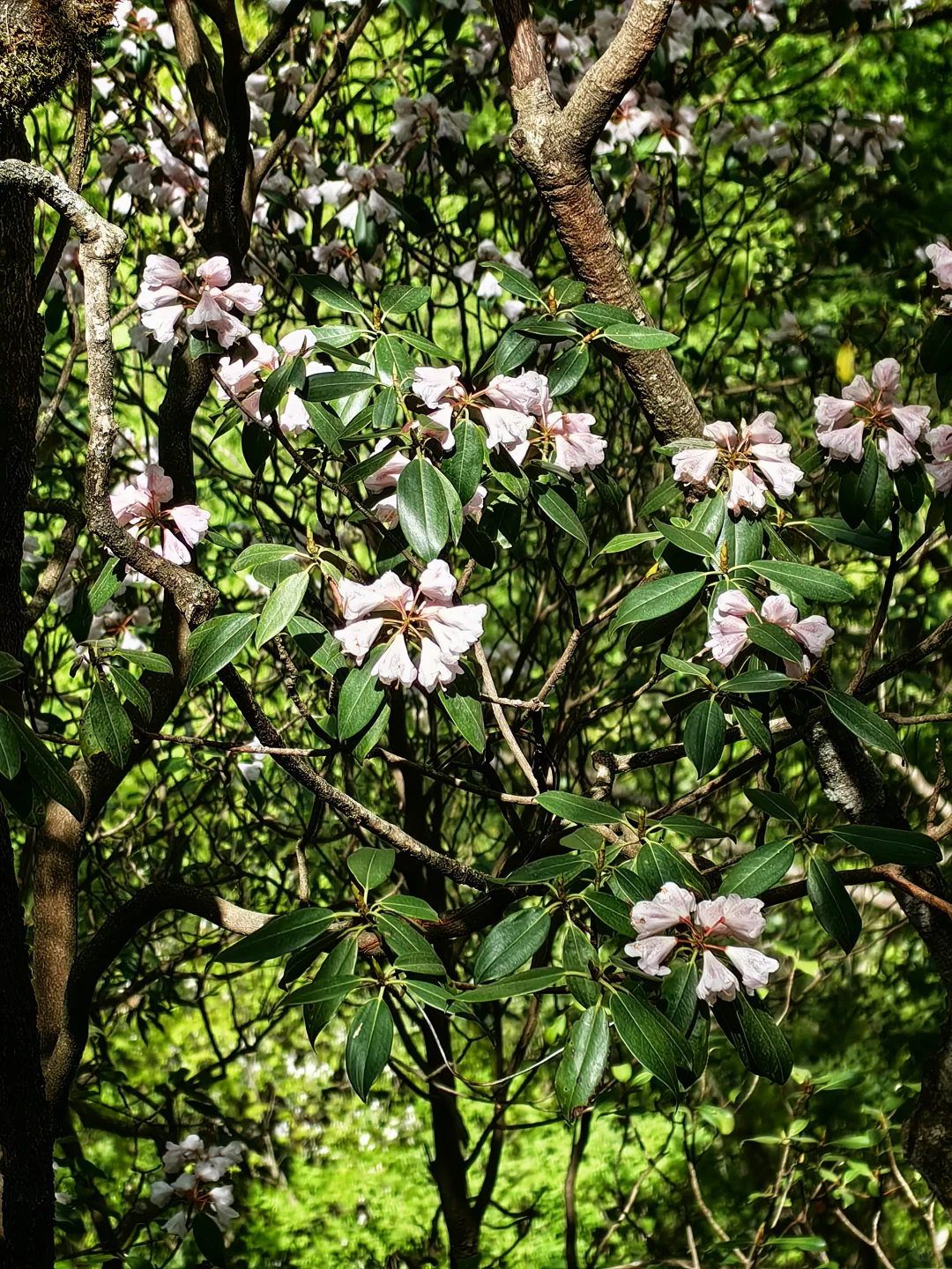 光雾山看高山杜鹃花攻略