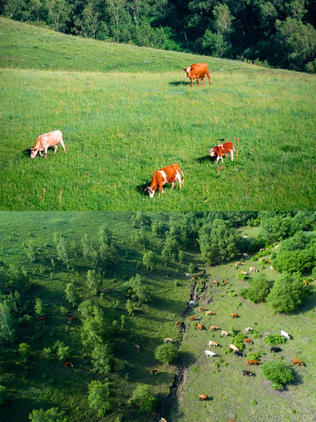 端午去坝上！3h开进22℃的云端草原🌿