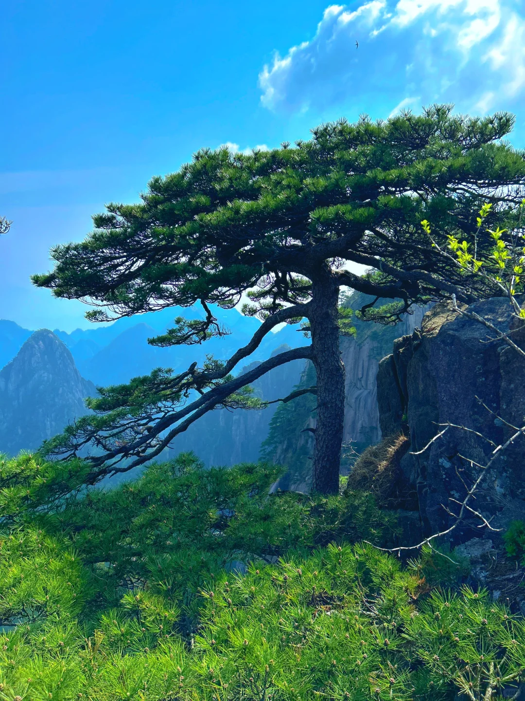 还在犹豫黄山值不值得去？看完你就明白了