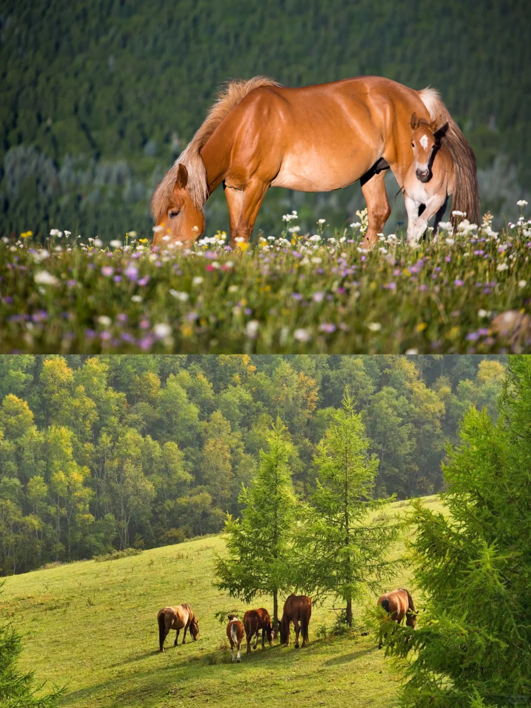 端午去坝上！3h开进22℃的云端草原🌿