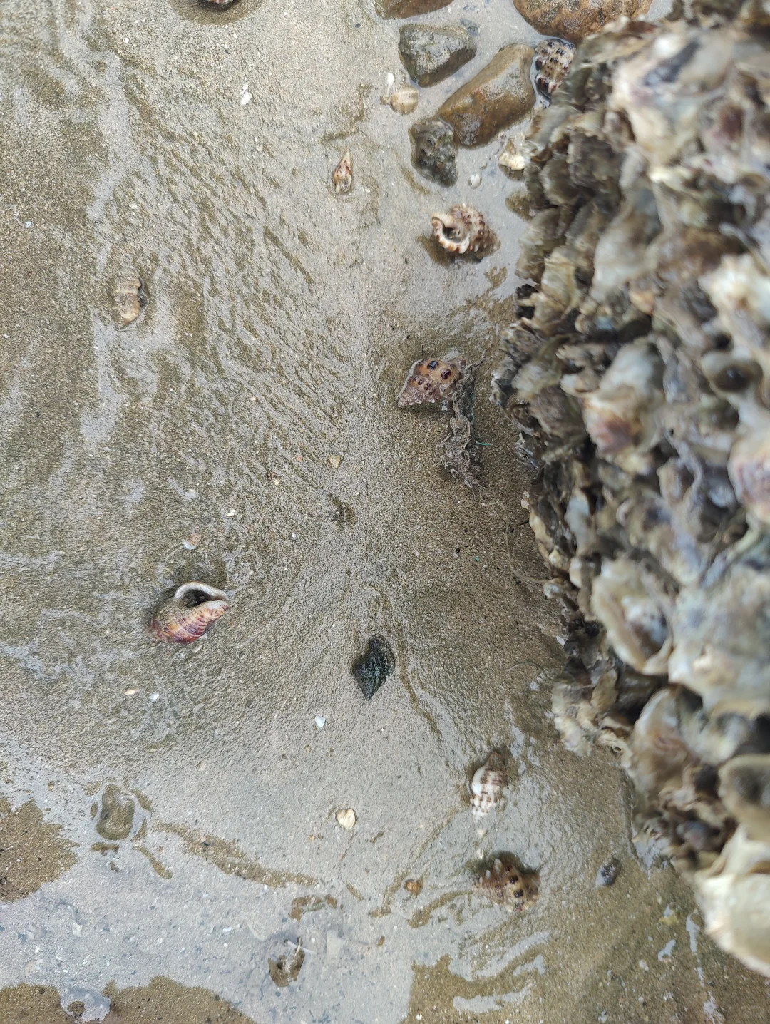 渔寮景区沙滩大、人多（温州苍南）