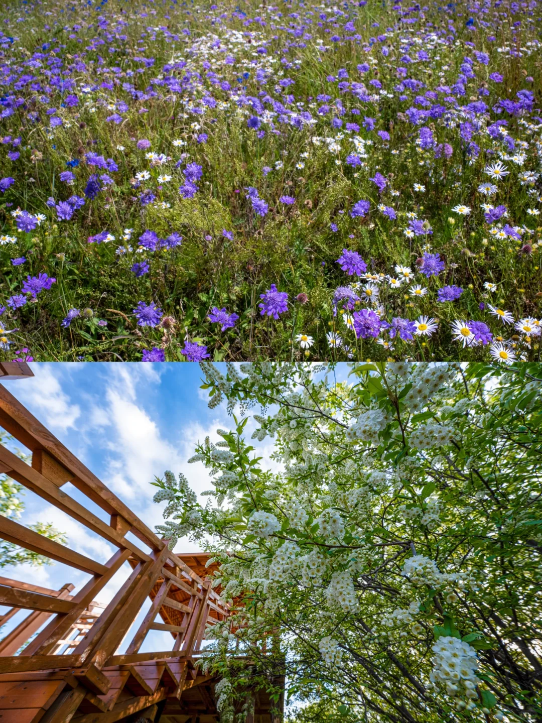 端午去坝上！3h开进22℃的云端草原🌿