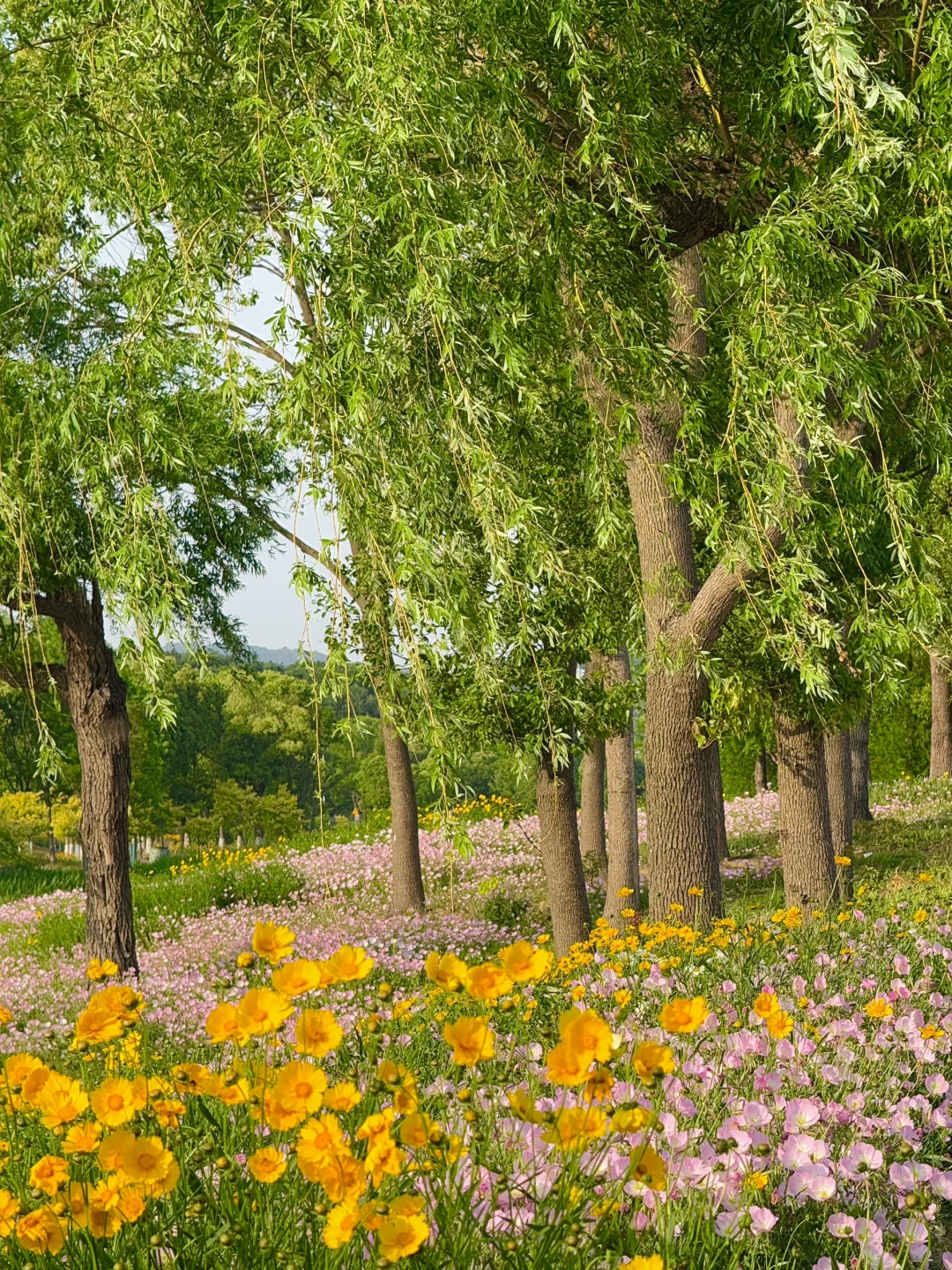 5月19——25日🔥无锡全市半价景区汇总版✅