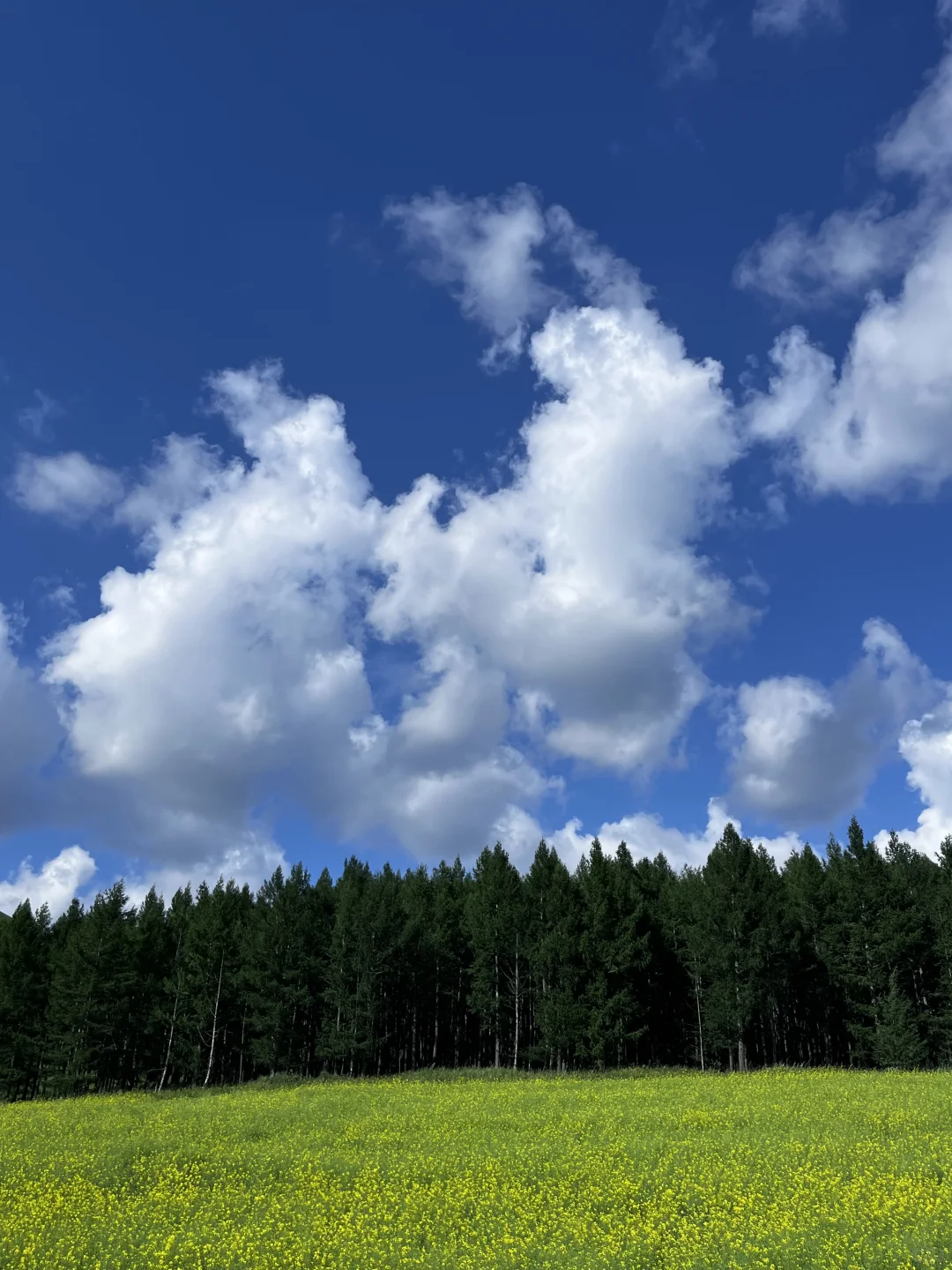 人生建议 一定要去一次大兴安岭📸（内附攻略