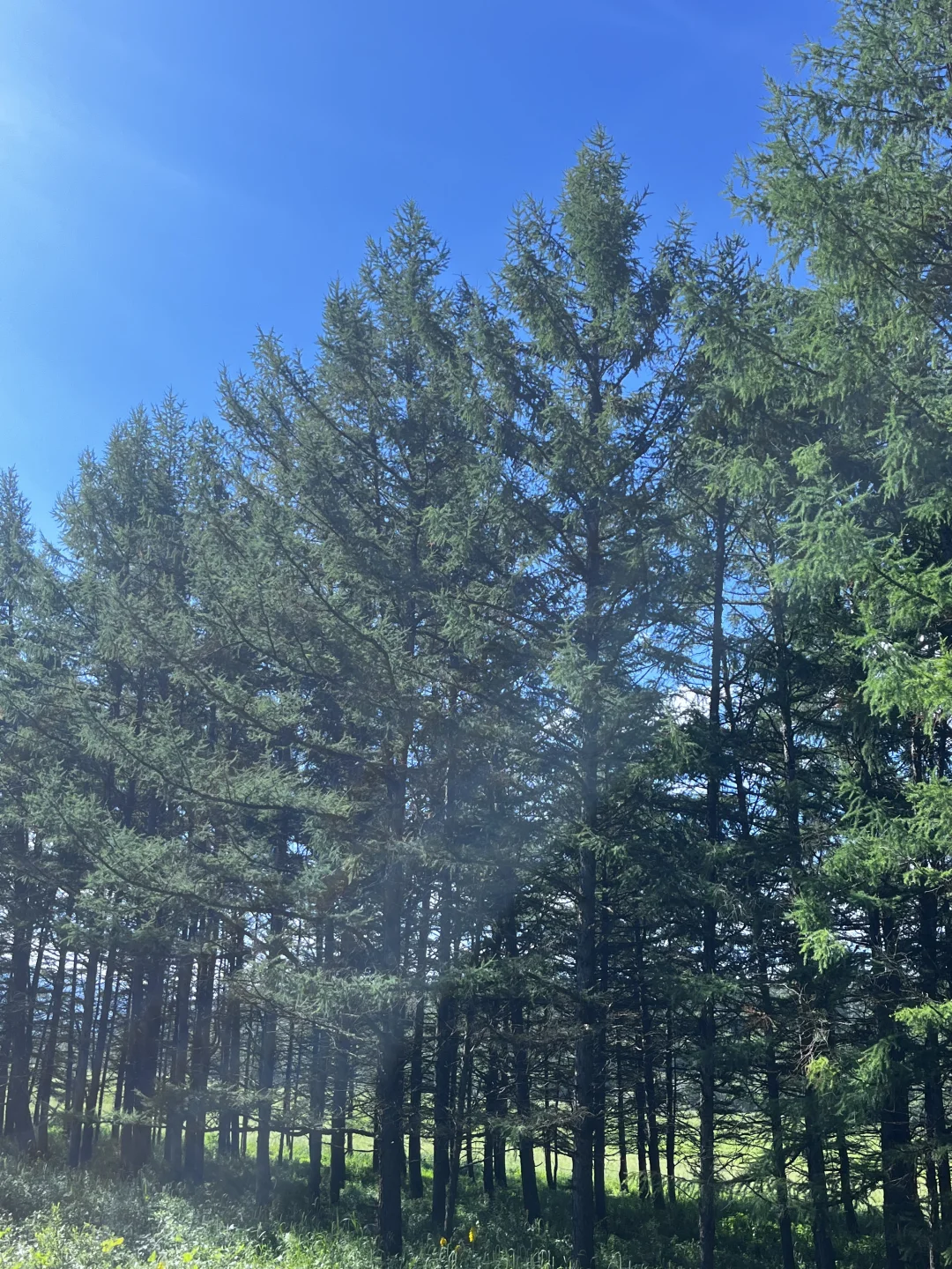 人生建议 一定要去一次大兴安岭📸（内附攻略