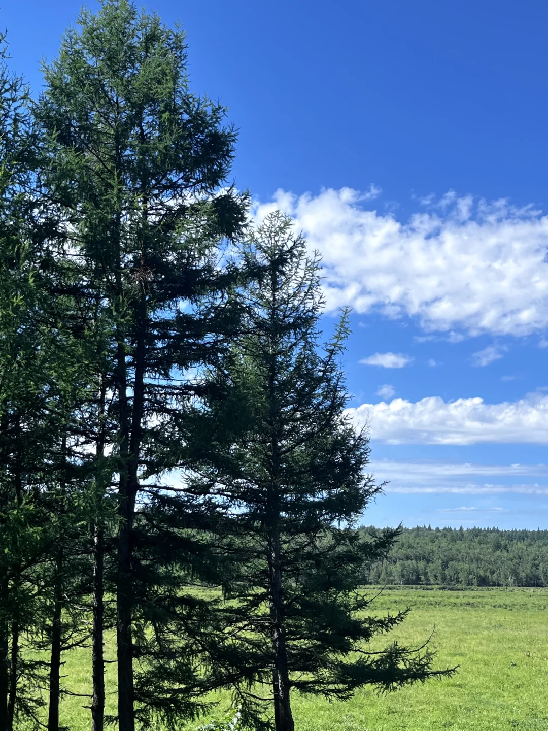 人生建议 一定要去一次大兴安岭📸（内附攻略