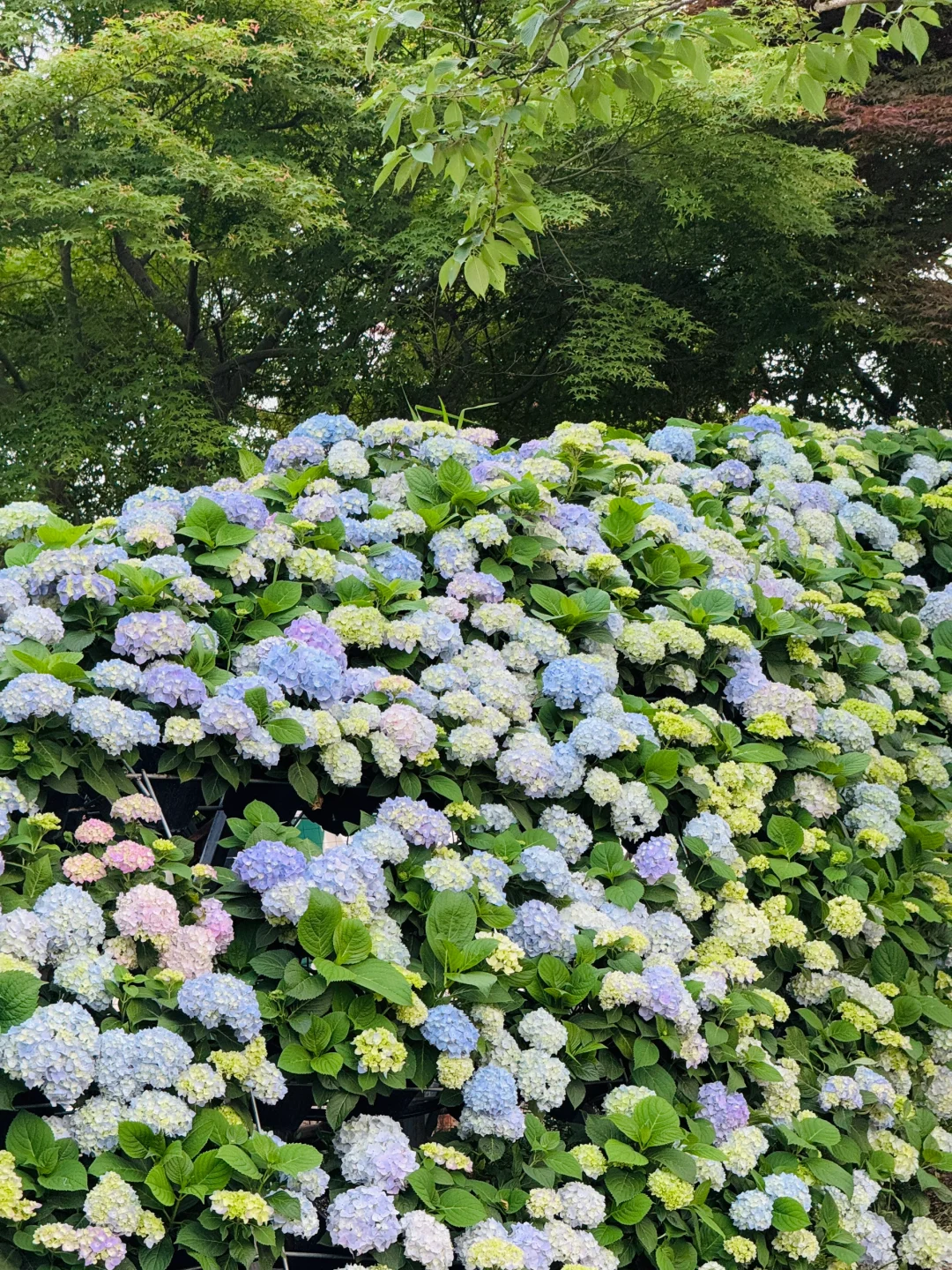 5月19——25日🔥无锡全市半价景区汇总版✅