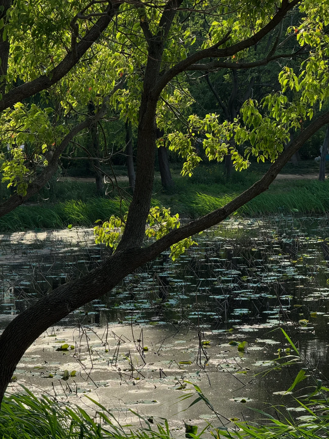 5月19——25日🔥无锡全市半价景区汇总版✅