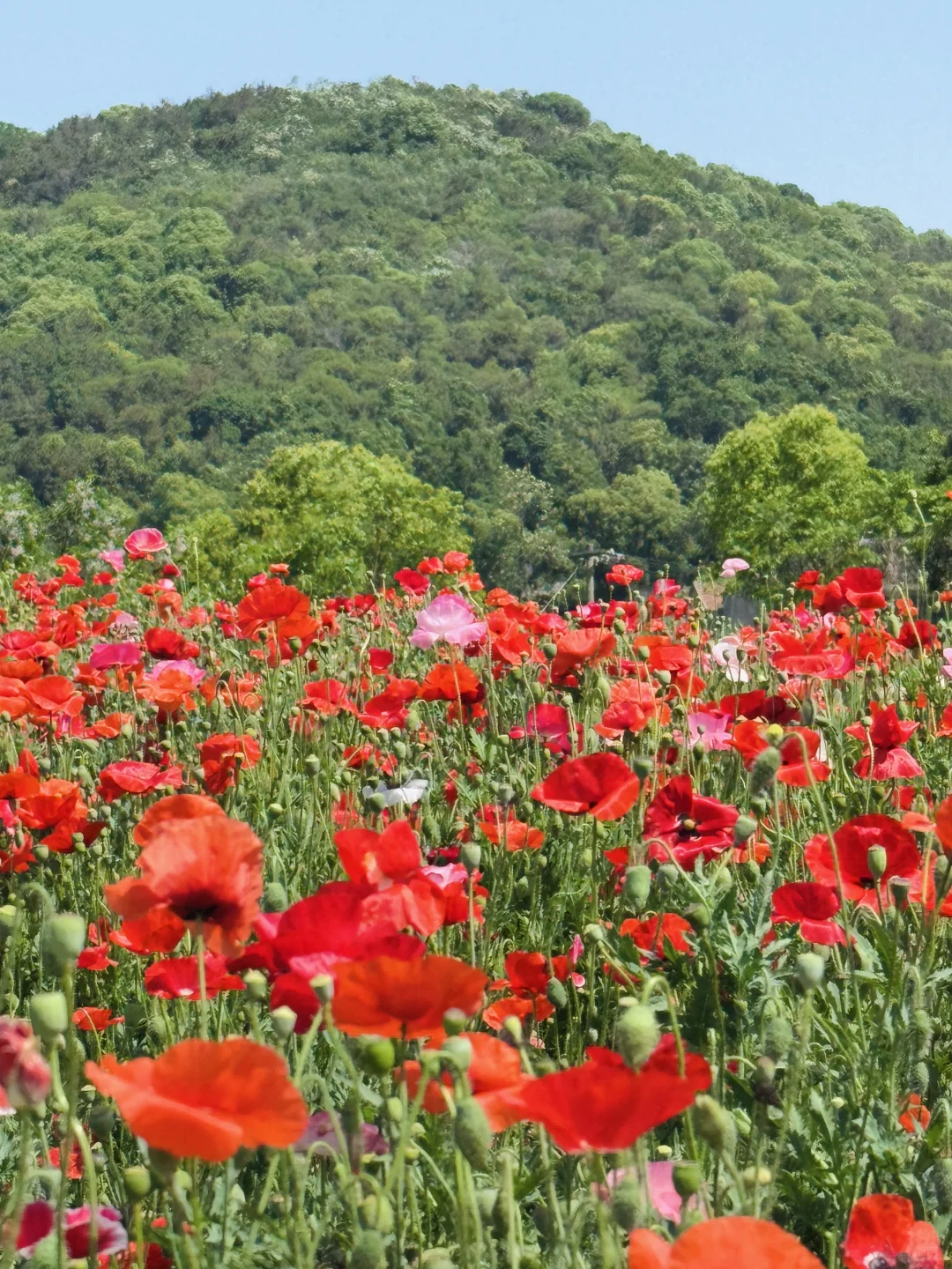 5月19——25日🔥无锡全市半价景区汇总版✅