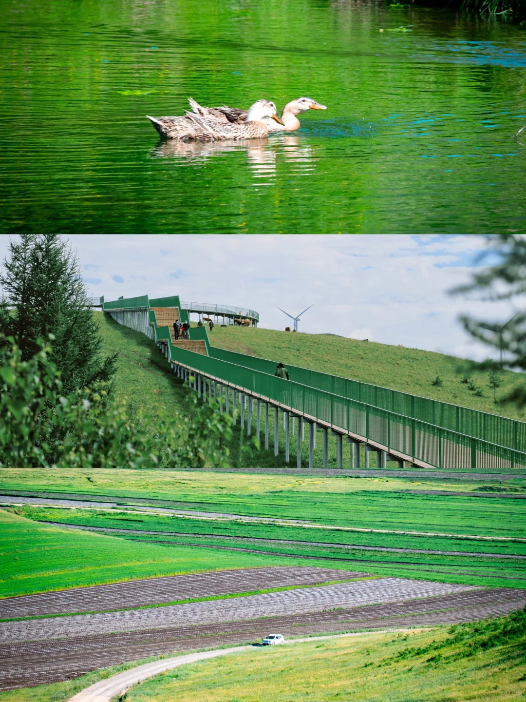 端午去坝上！3h开进22℃的云端草原🌿