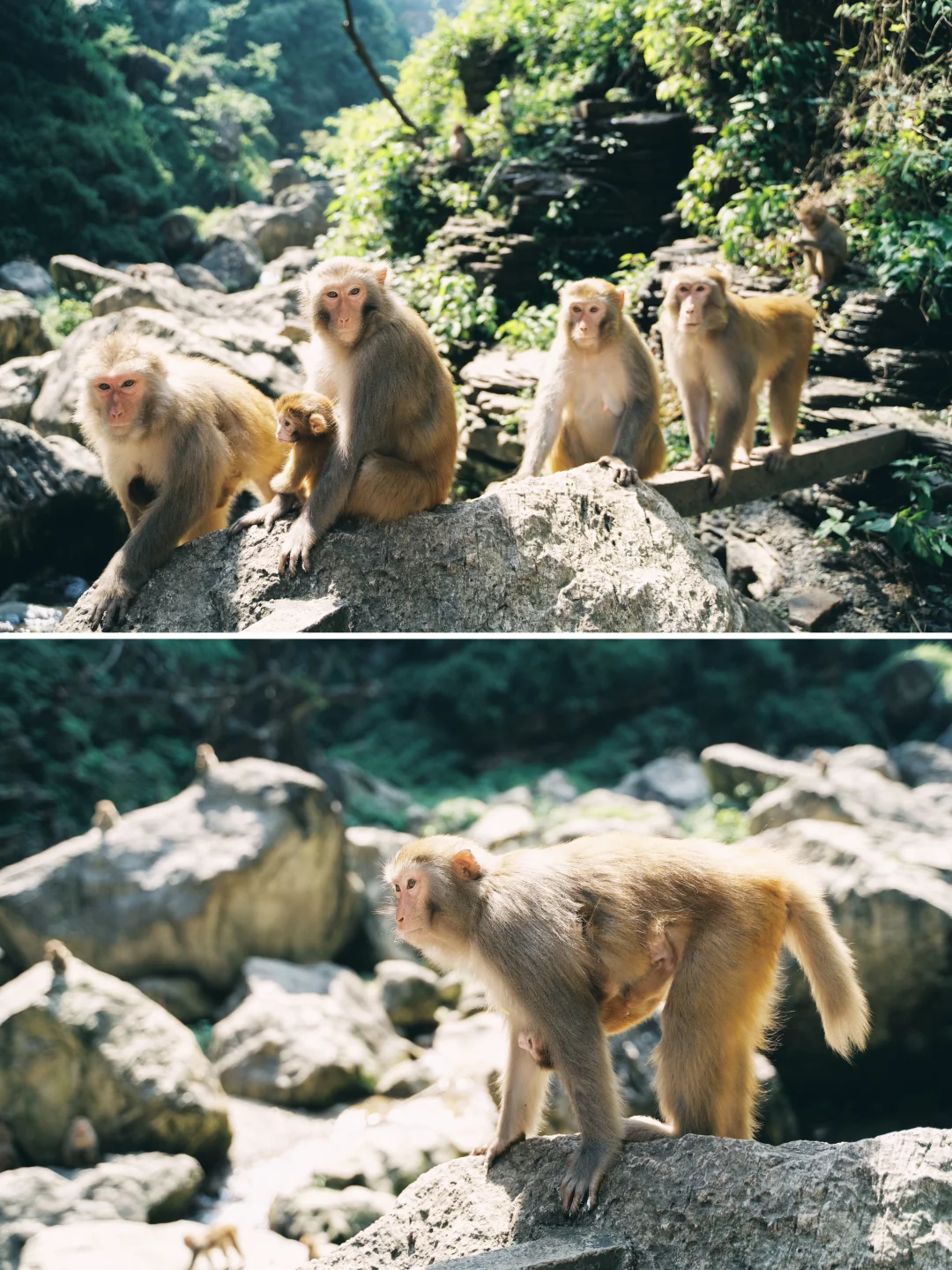 后劲太大😭小众避暑地湖北宜昌4天旅行攻略