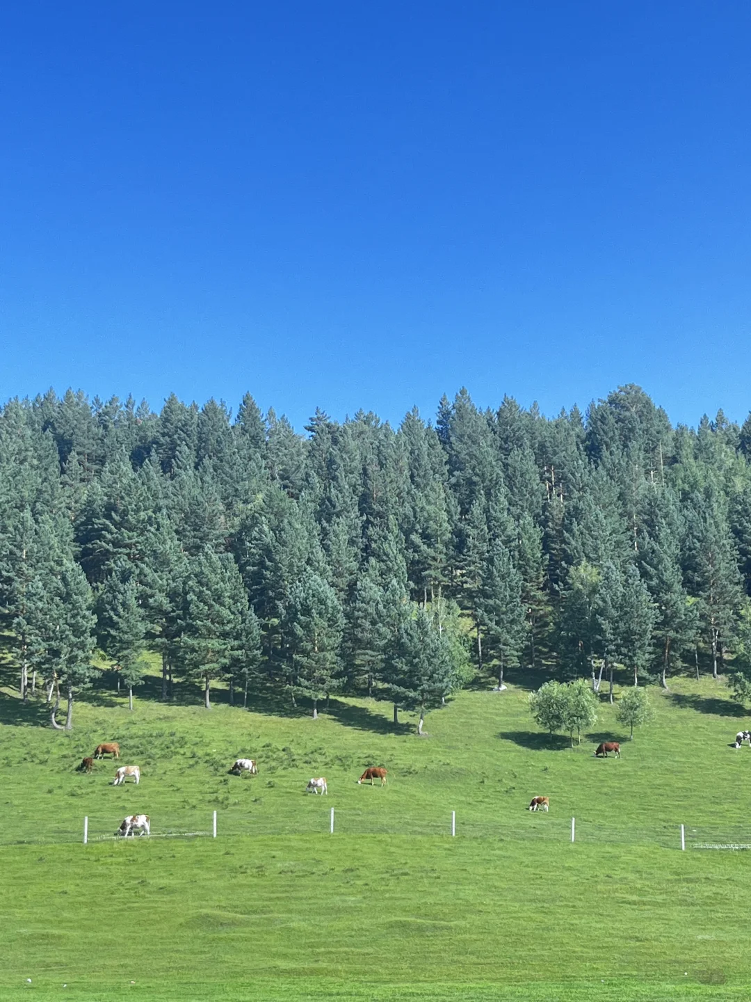 人生建议 一定要去一次大兴安岭📸（内附攻略