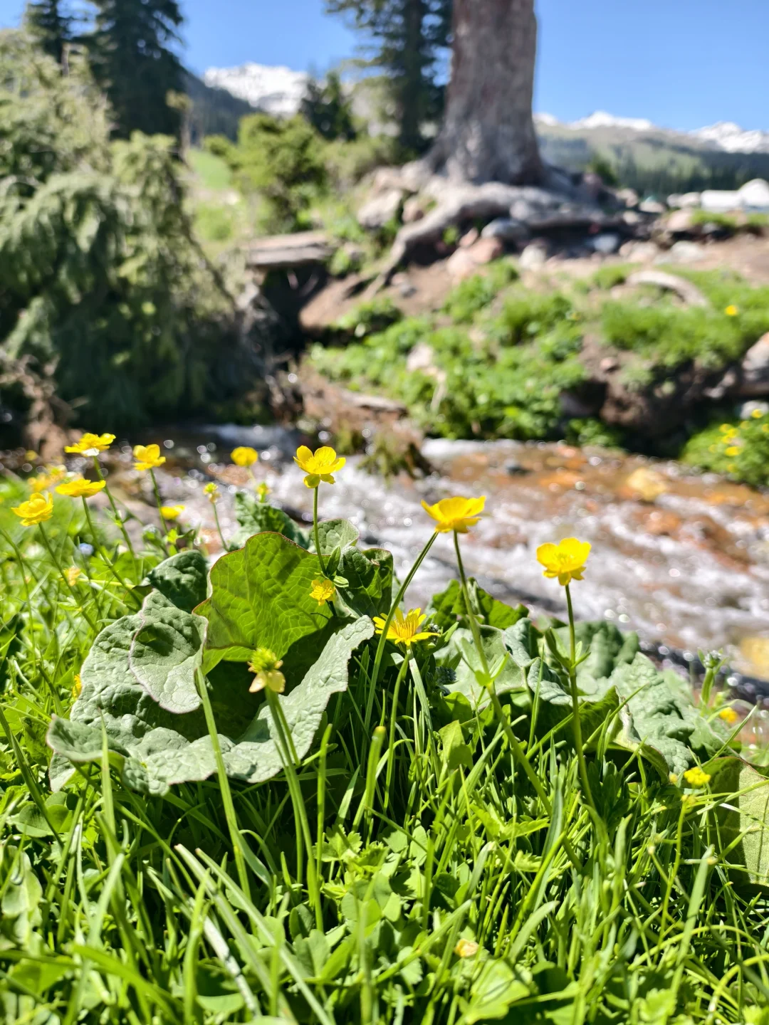 5月17日新疆那拉提，真的很治愈