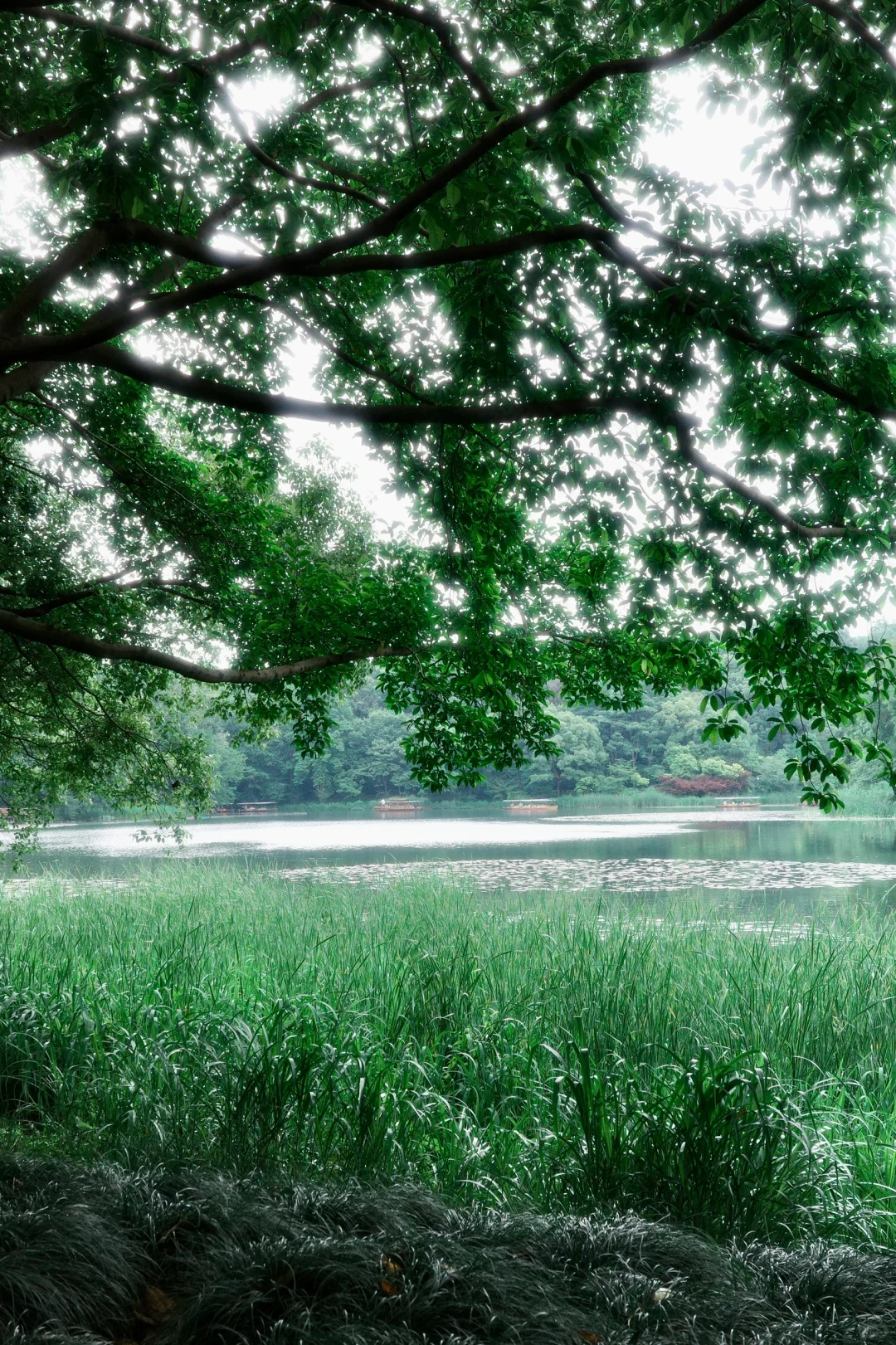 周末|需要点静谧与绿意🍃