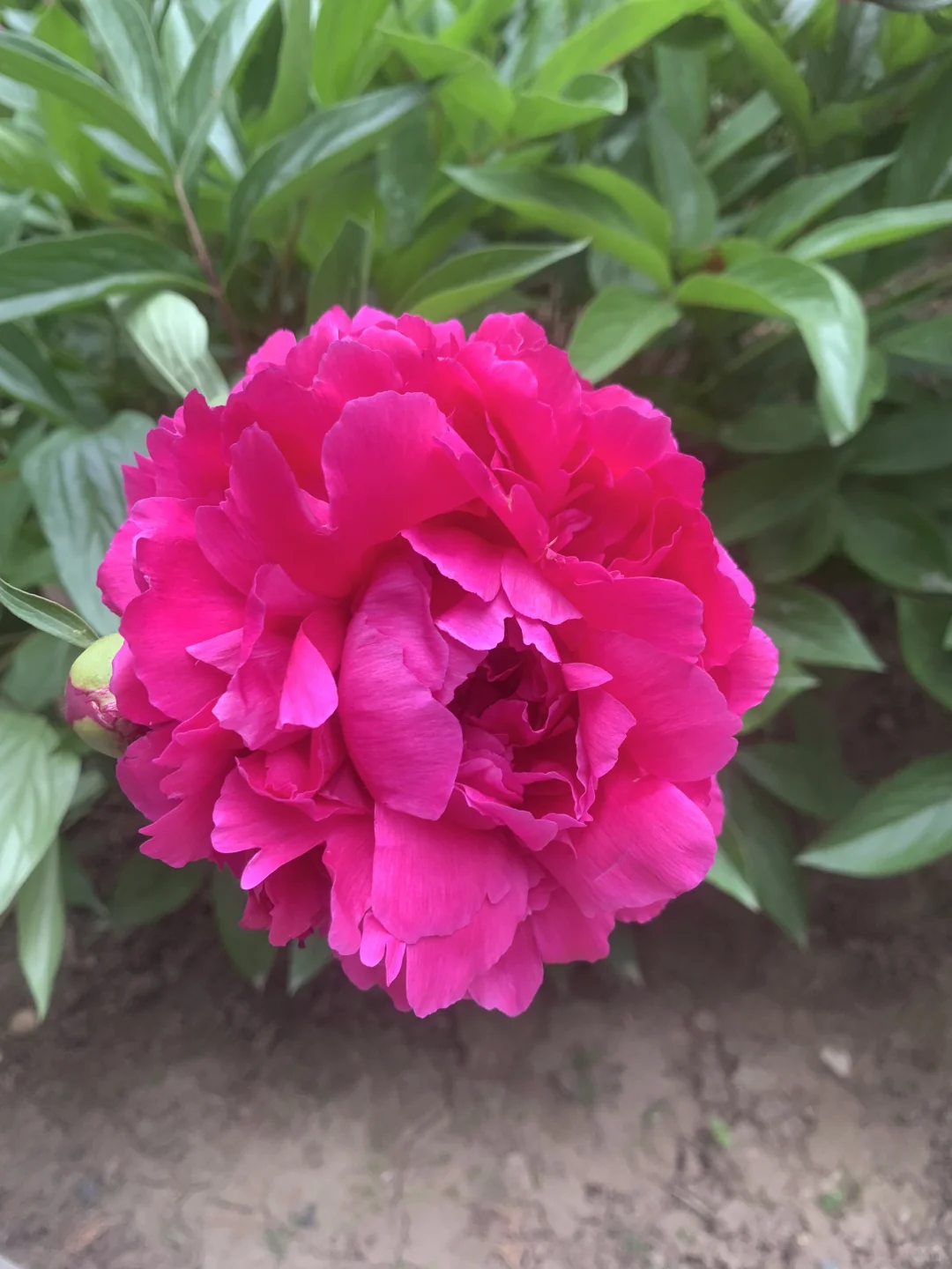 蓬莱阁讲解 高级导游