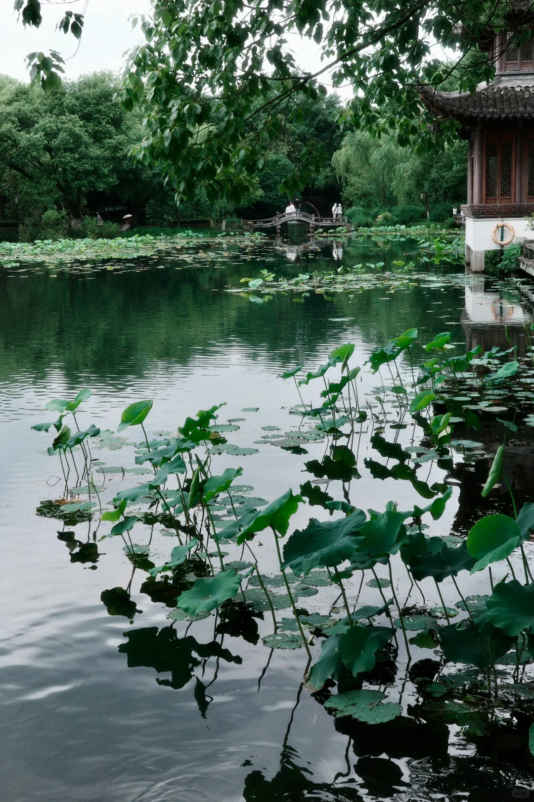 周末|需要点静谧与绿意🍃