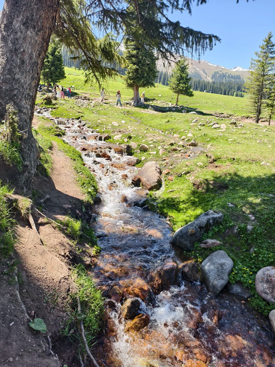 5月17日新疆那拉提，真的很治愈