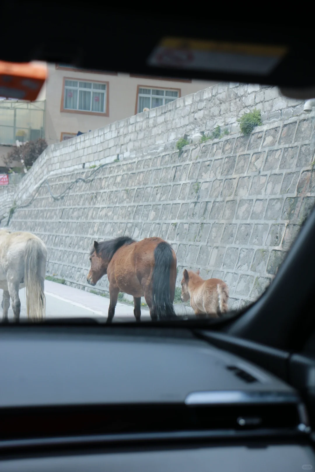 📍川西|去了一次还想去第二次的地方⛰️
