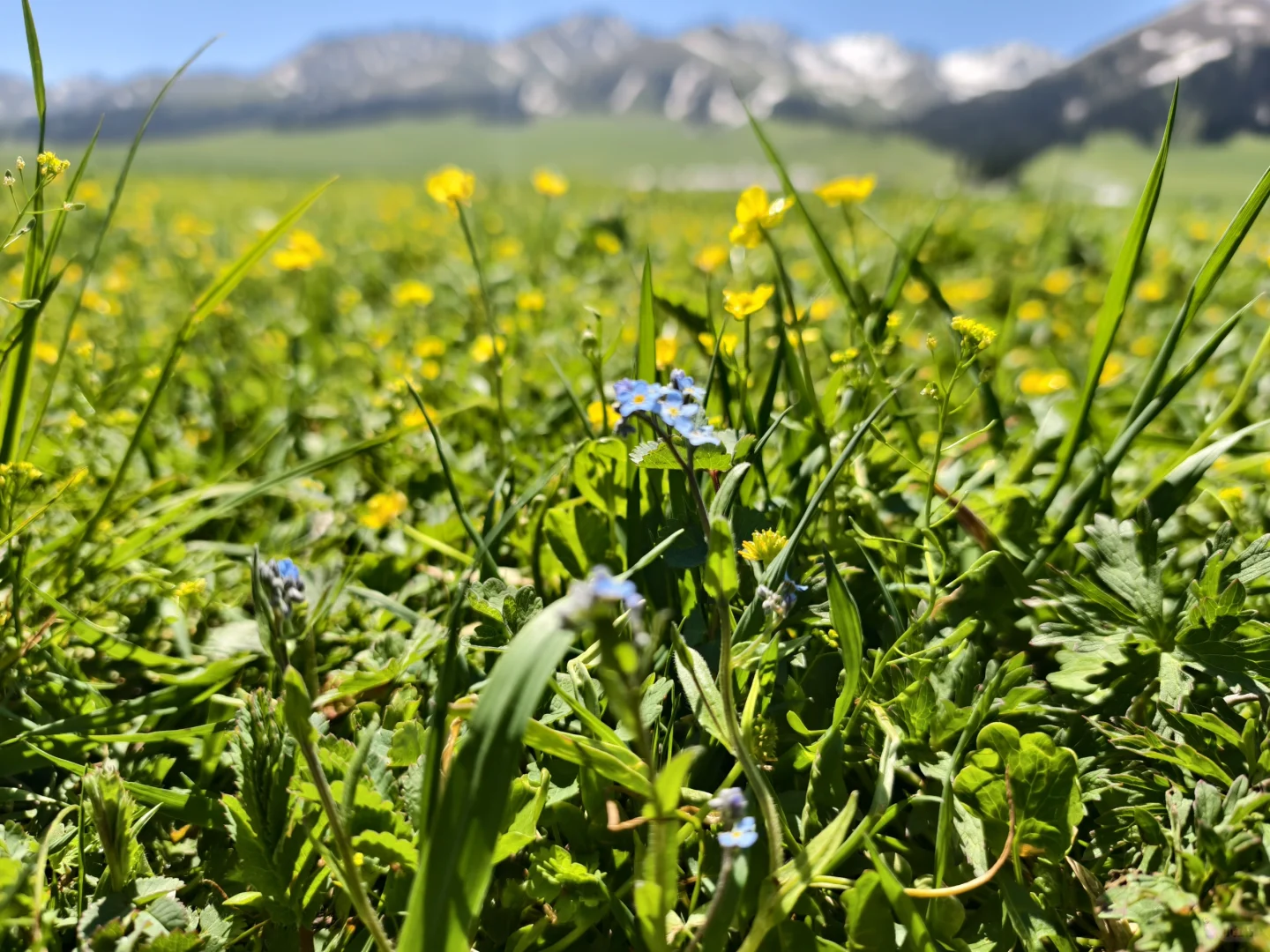 5月17日新疆那拉提，真的很治愈