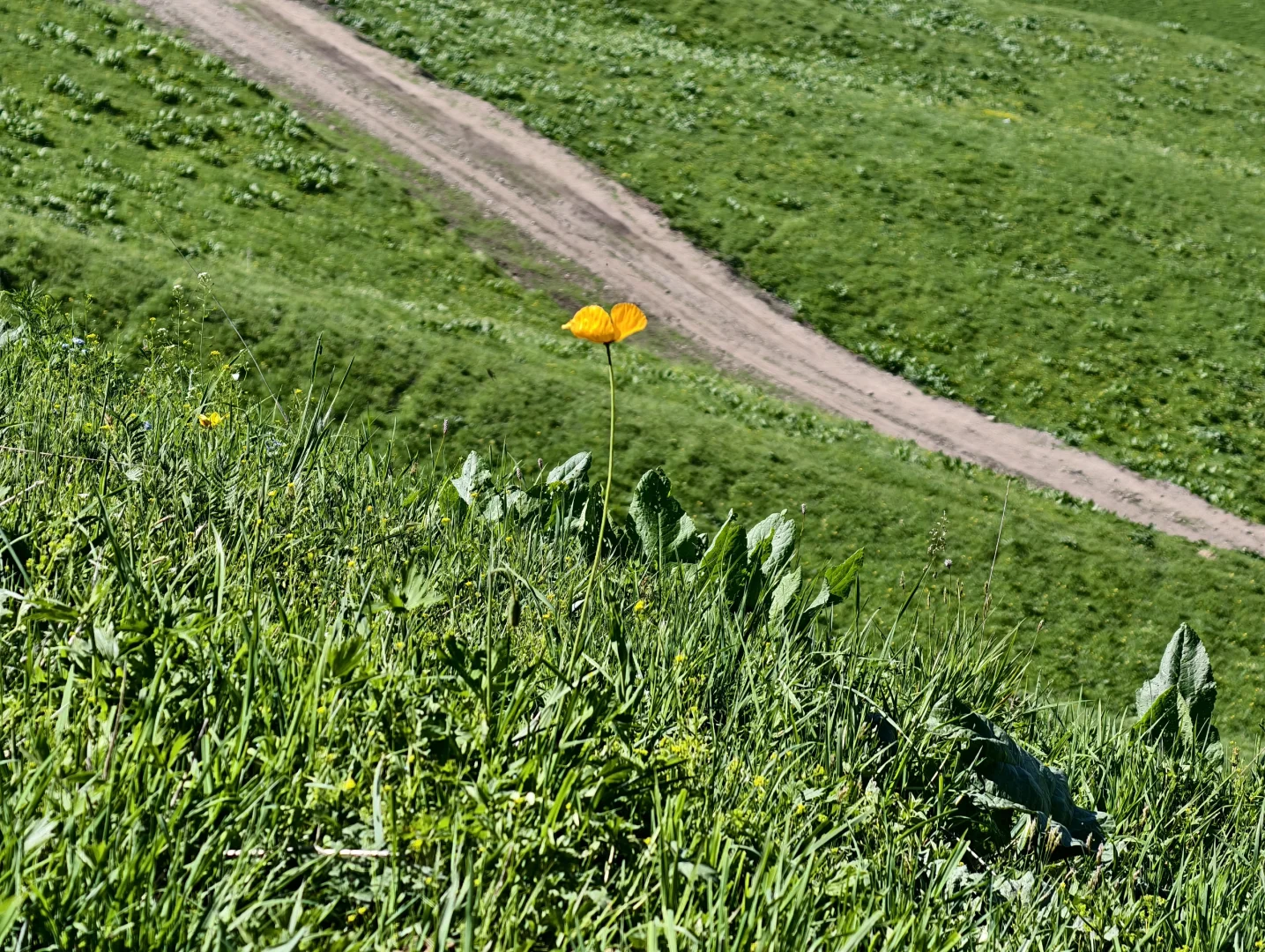 5月17日新疆那拉提，真的很治愈