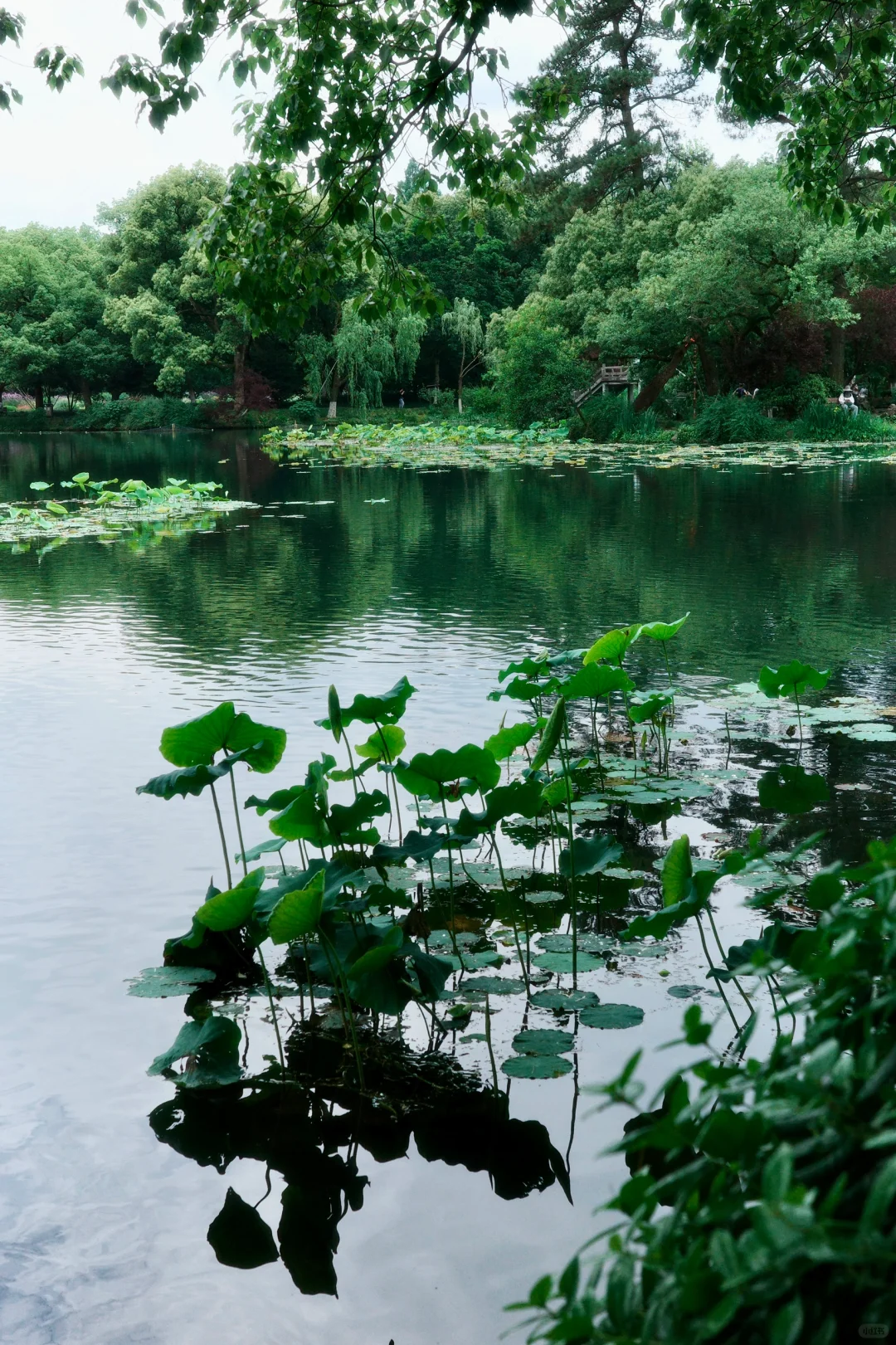 周末|需要点静谧与绿意🍃