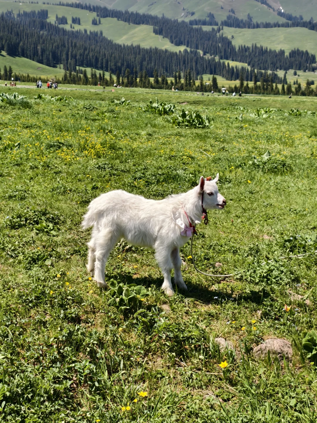 5月17日新疆那拉提，真的很治愈